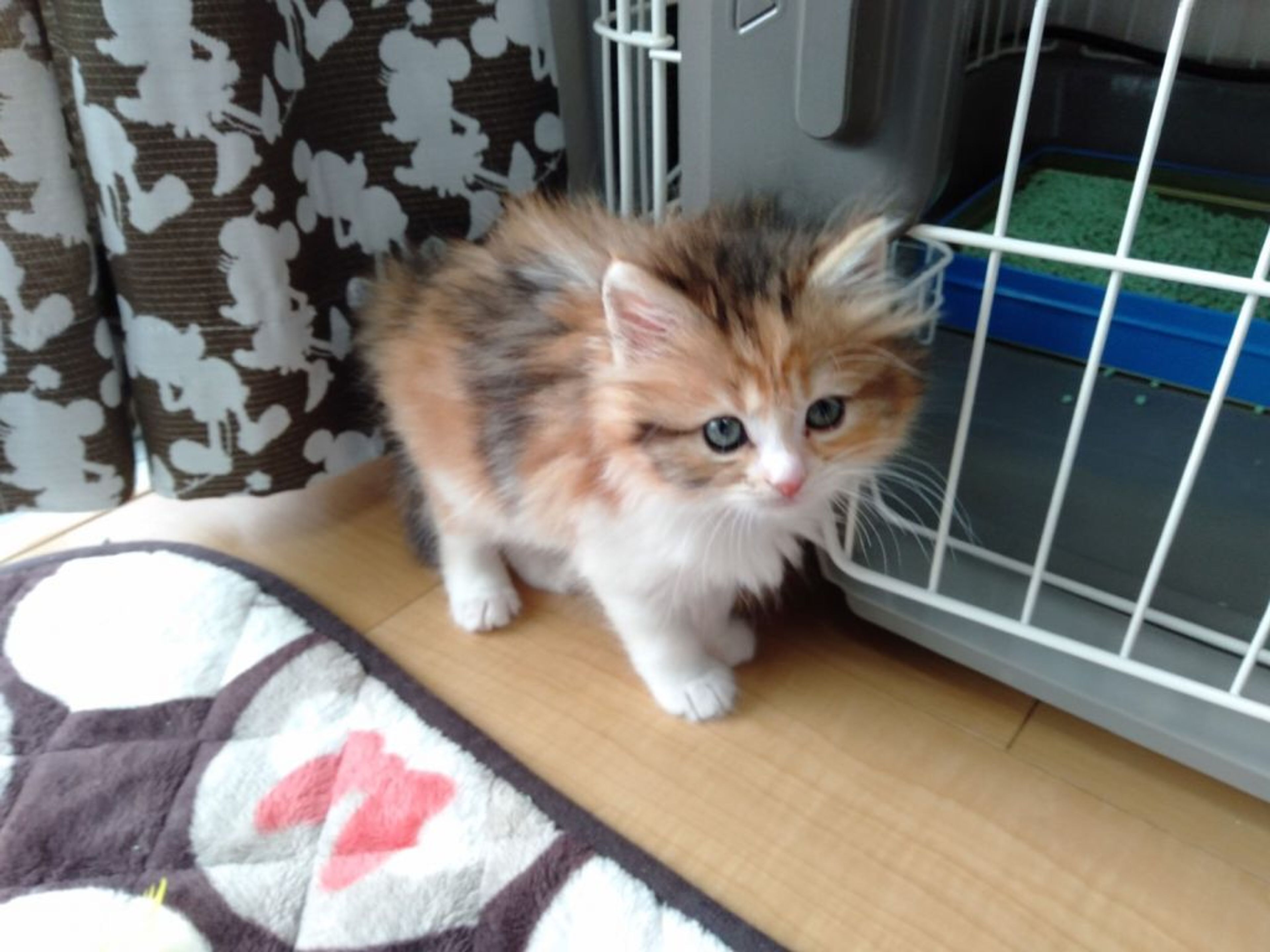 pet-image-6