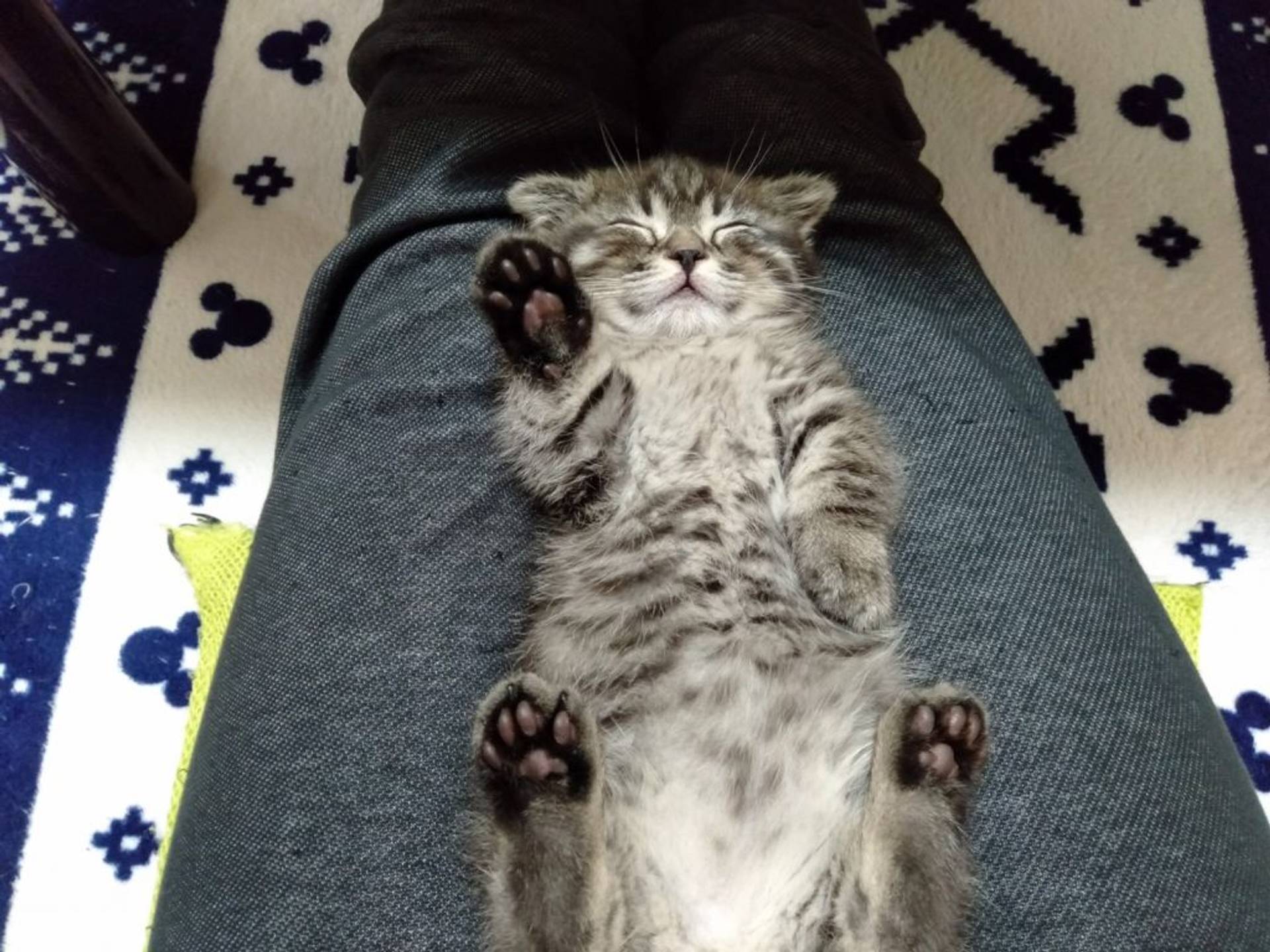 雑種（ミックス猫）・オスの里親募集の写真