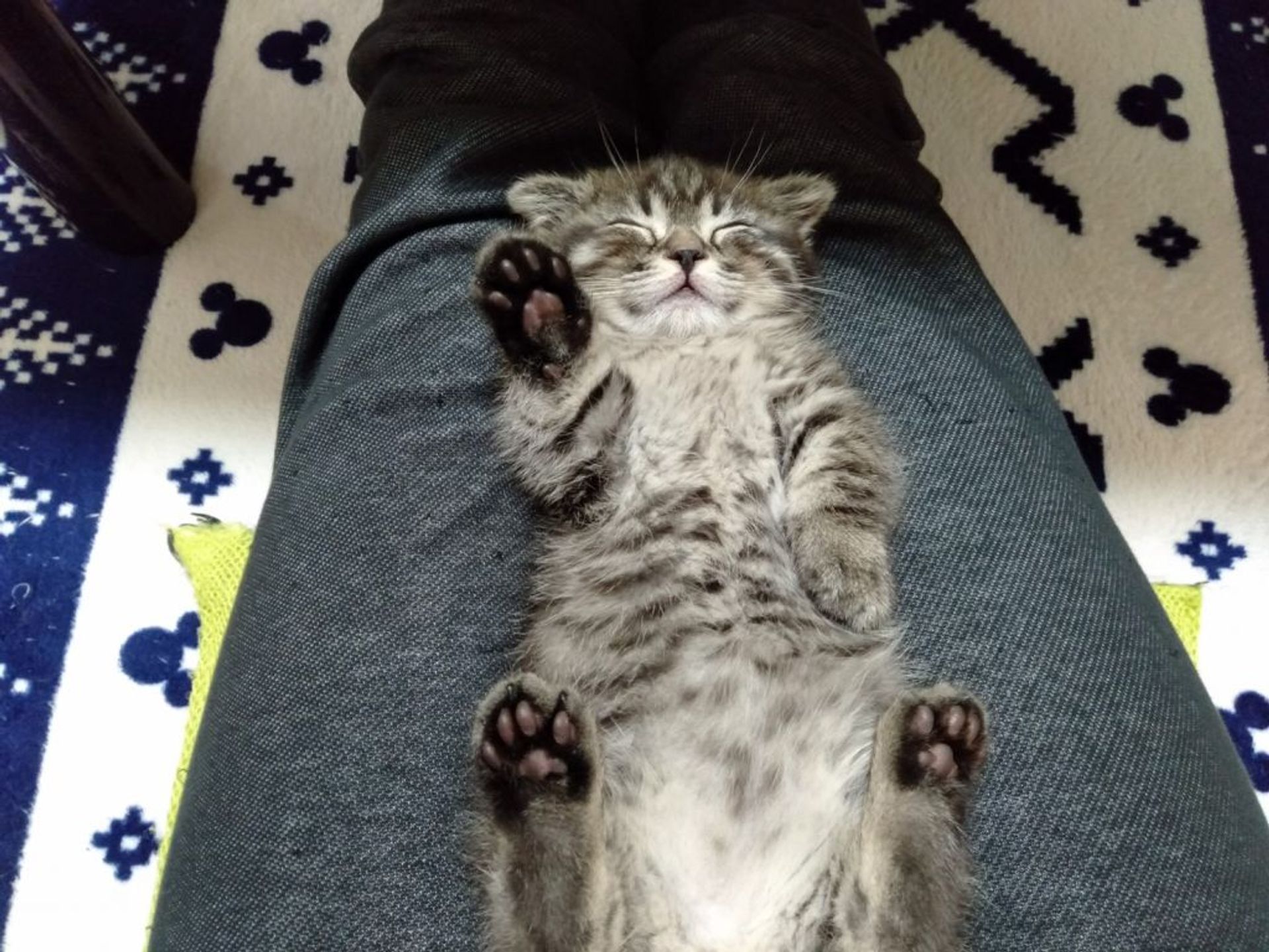 雑種（ミックス猫）・オスの里親募集の写真