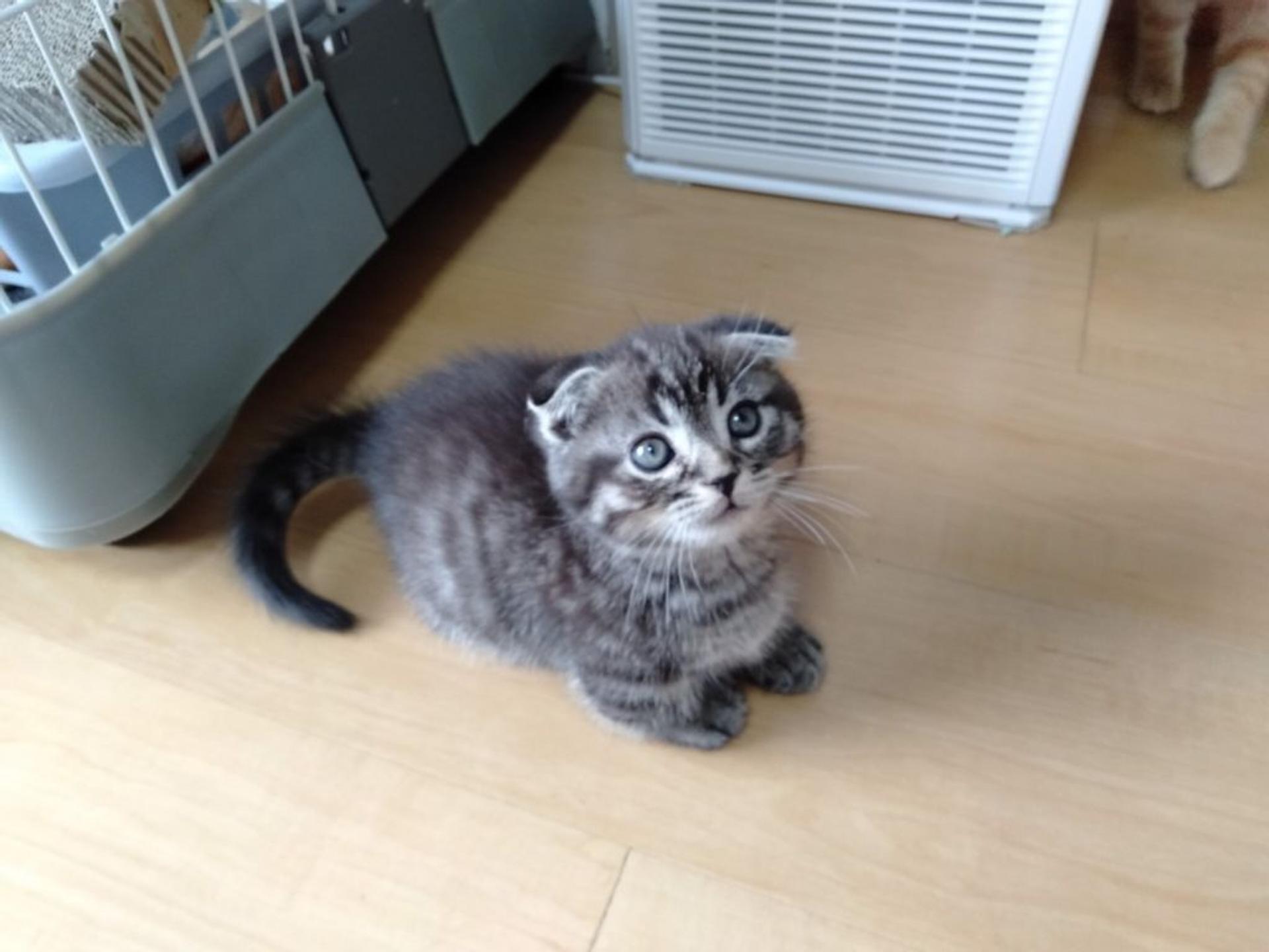 pet-image-2