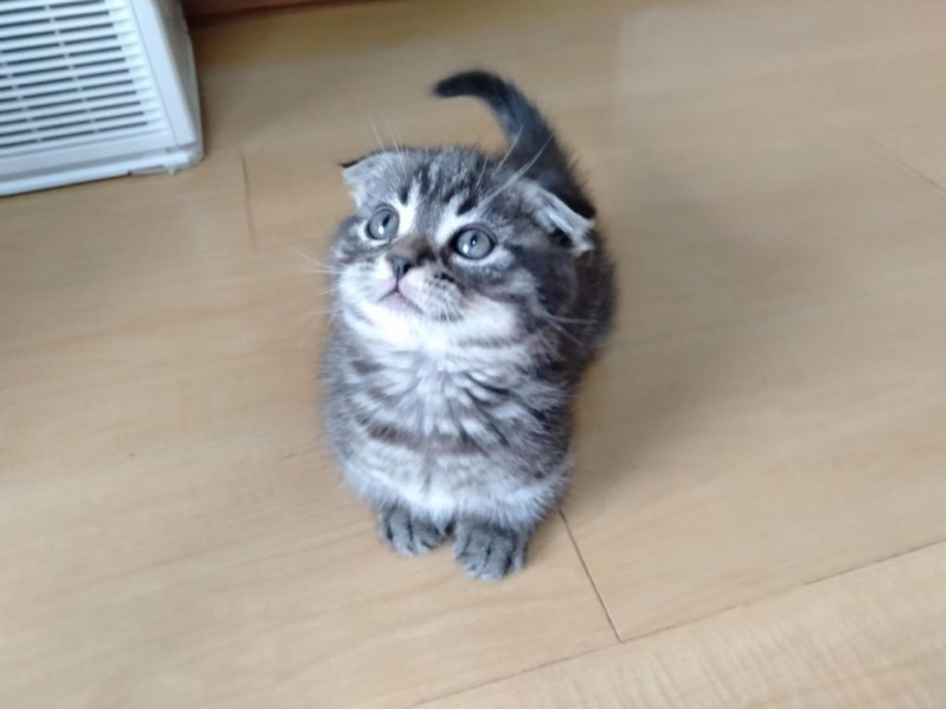 pet-image-4