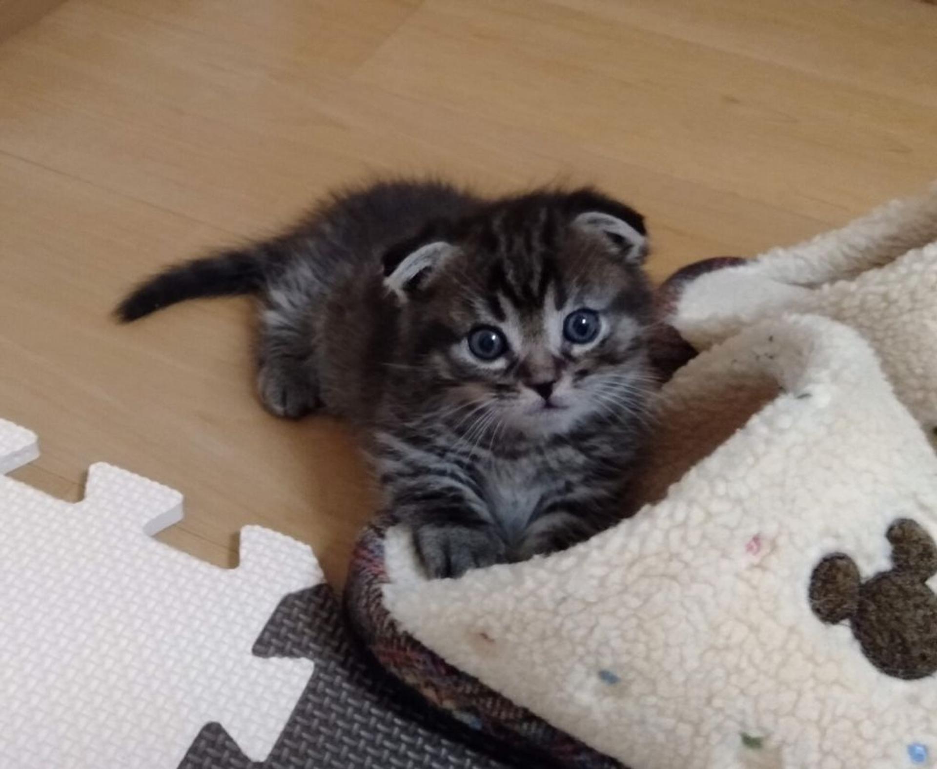 pet-image-6