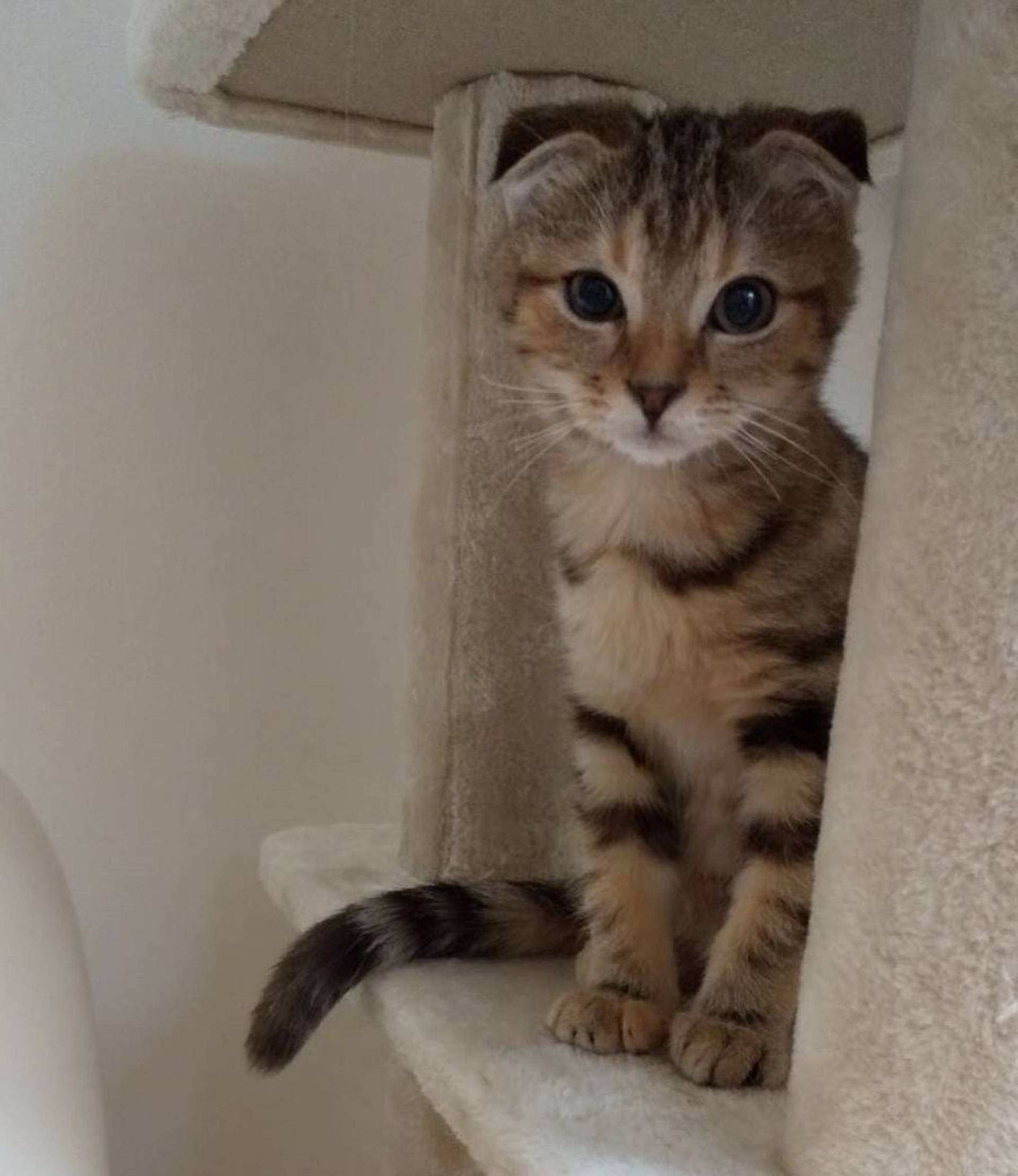 雑種（ミックス猫）・メスの里親募集の写真