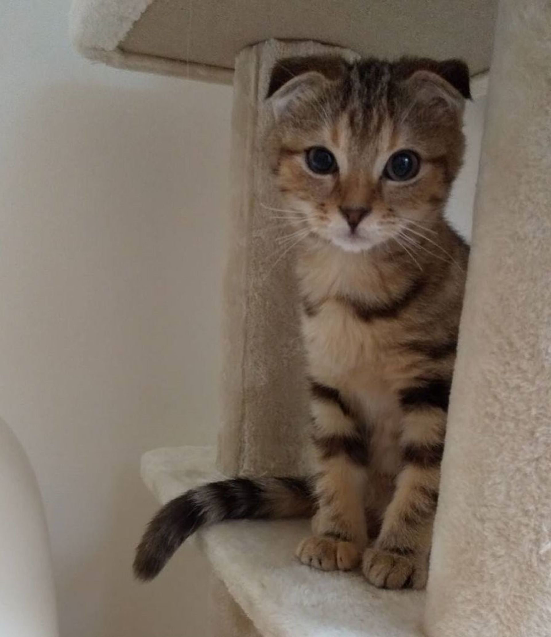 雑種（ミックス猫）・メスの里親募集の写真