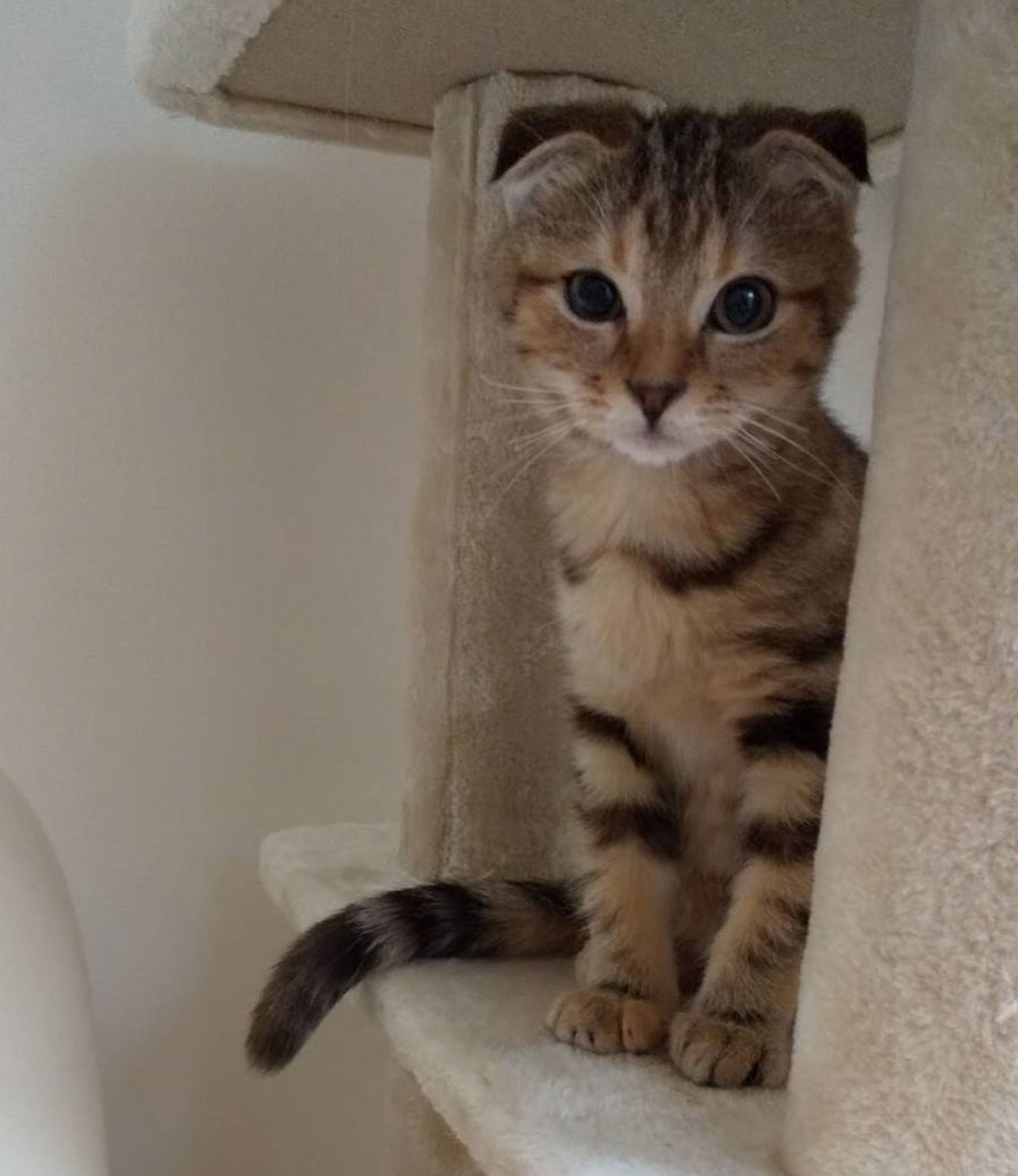 雑種（ミックス猫）・メスの里親募集の写真