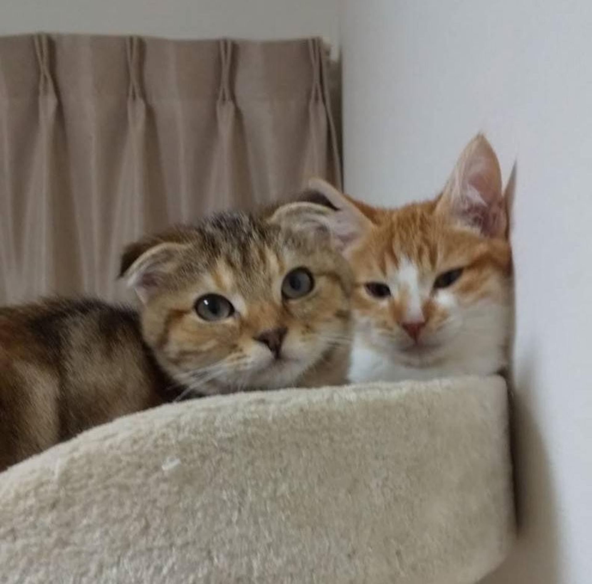pet-image-5