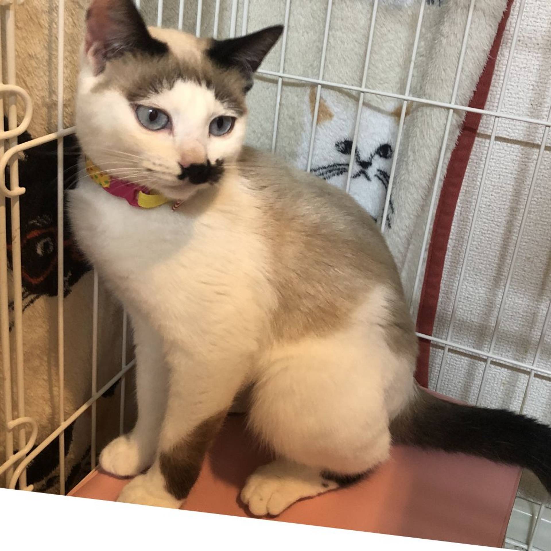 雑種（ミックス猫）・メスの里親募集の写真