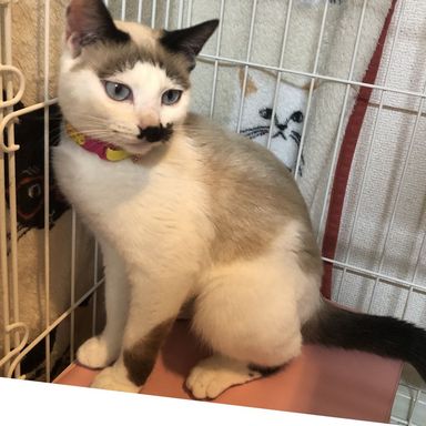 ノエルちゃんの写真