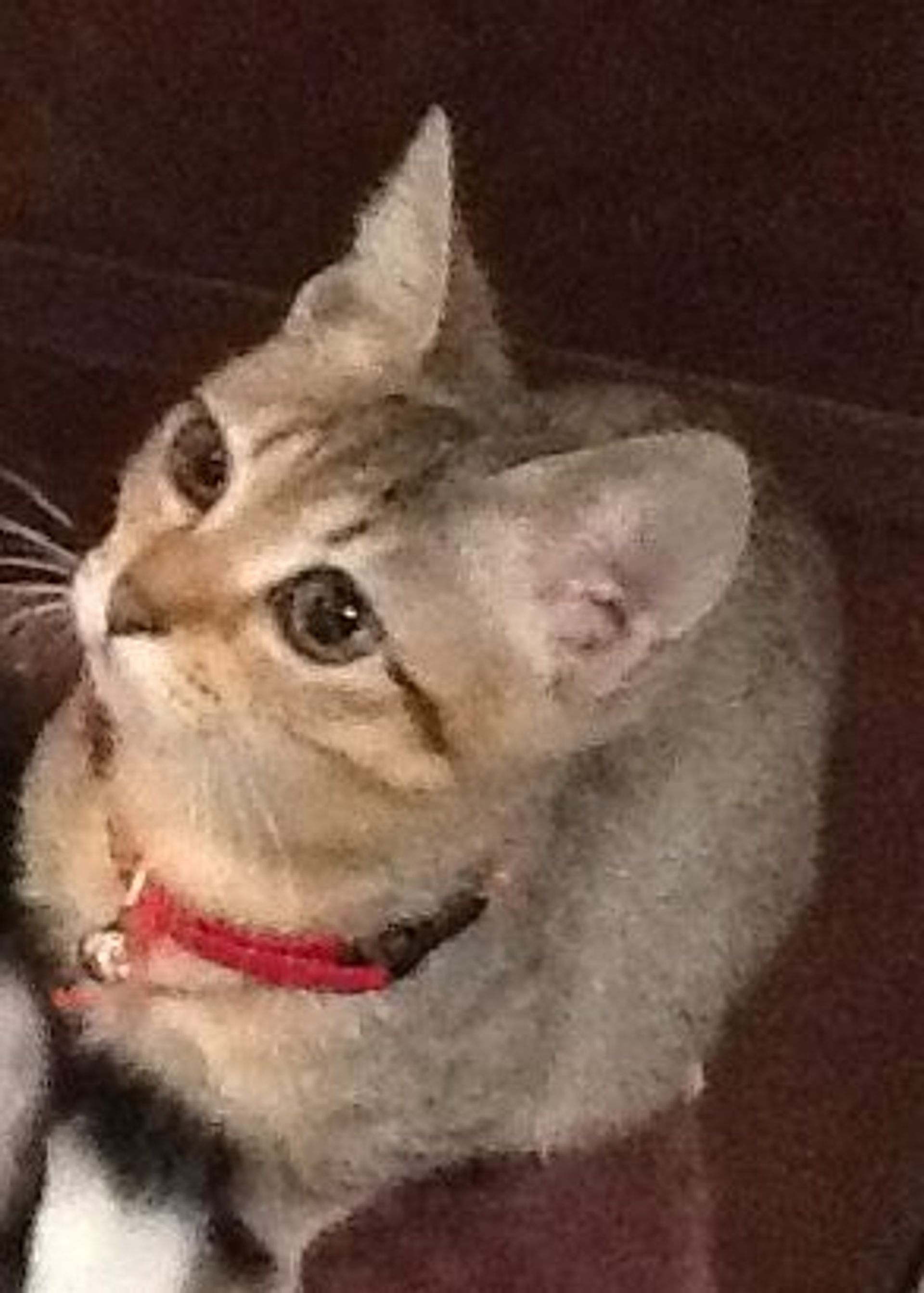 雑種（ミックス猫）・メスの里親募集の写真