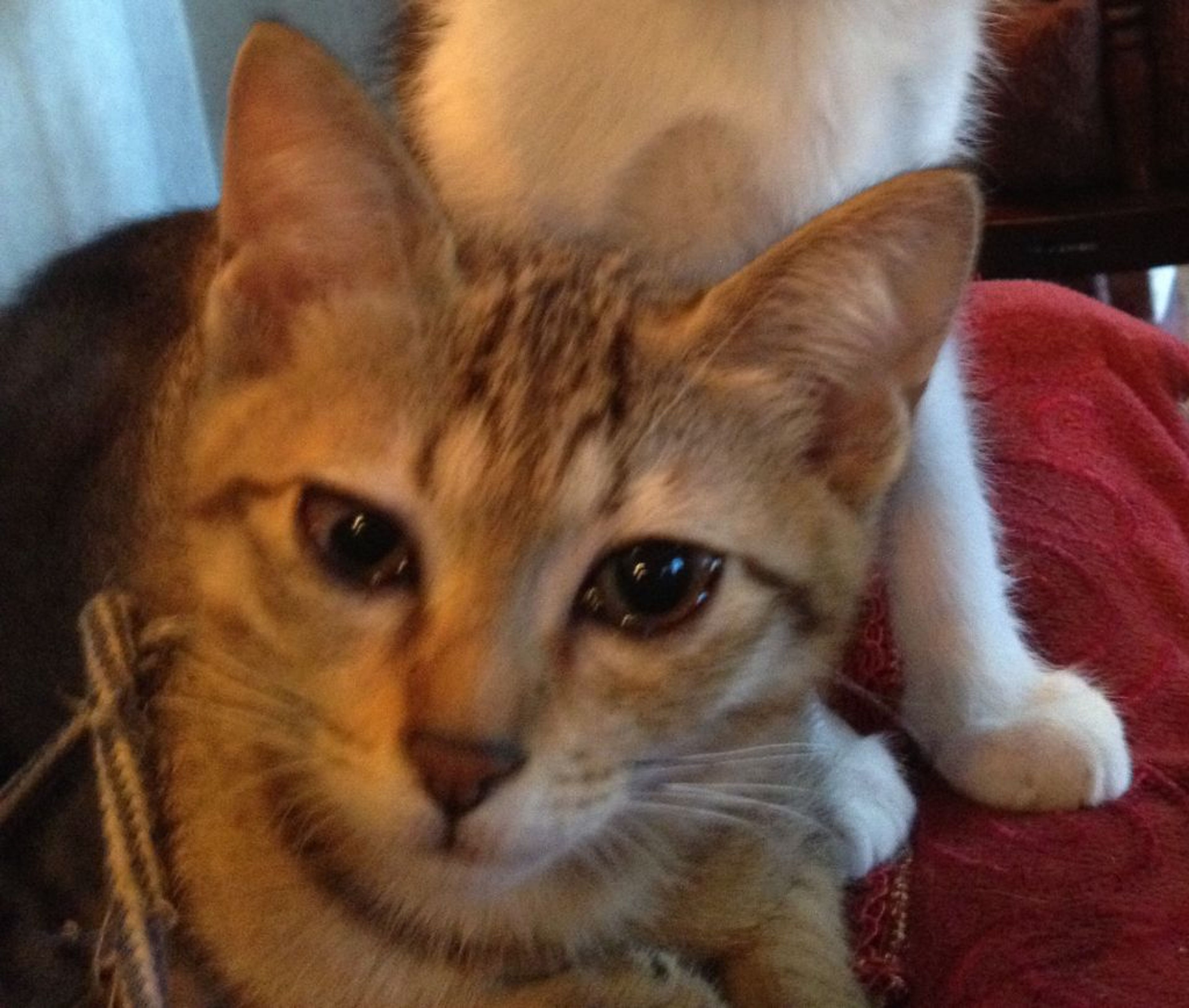 pet-image-4
