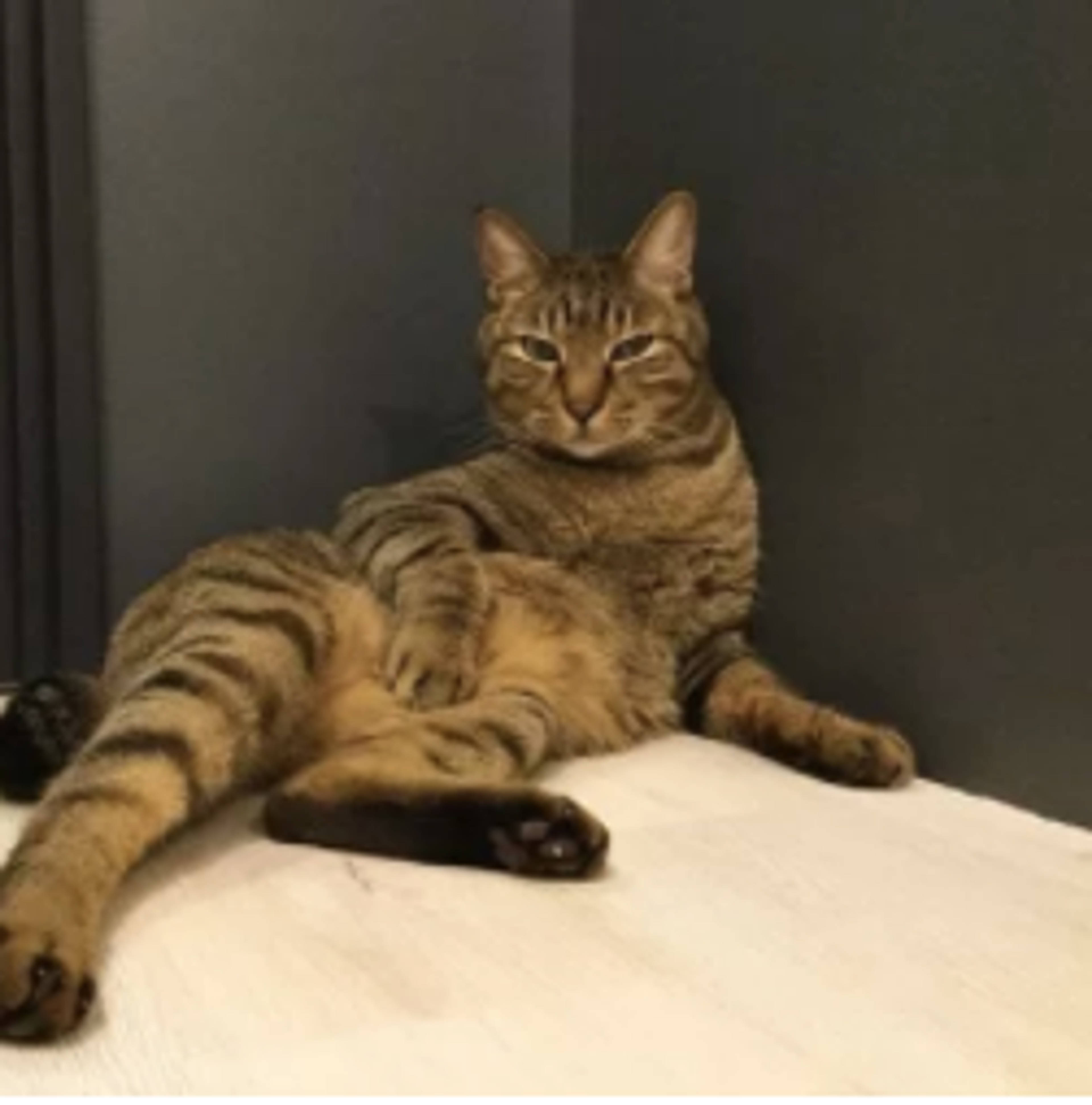 雑種（ミックス猫）・オスの里親募集の写真