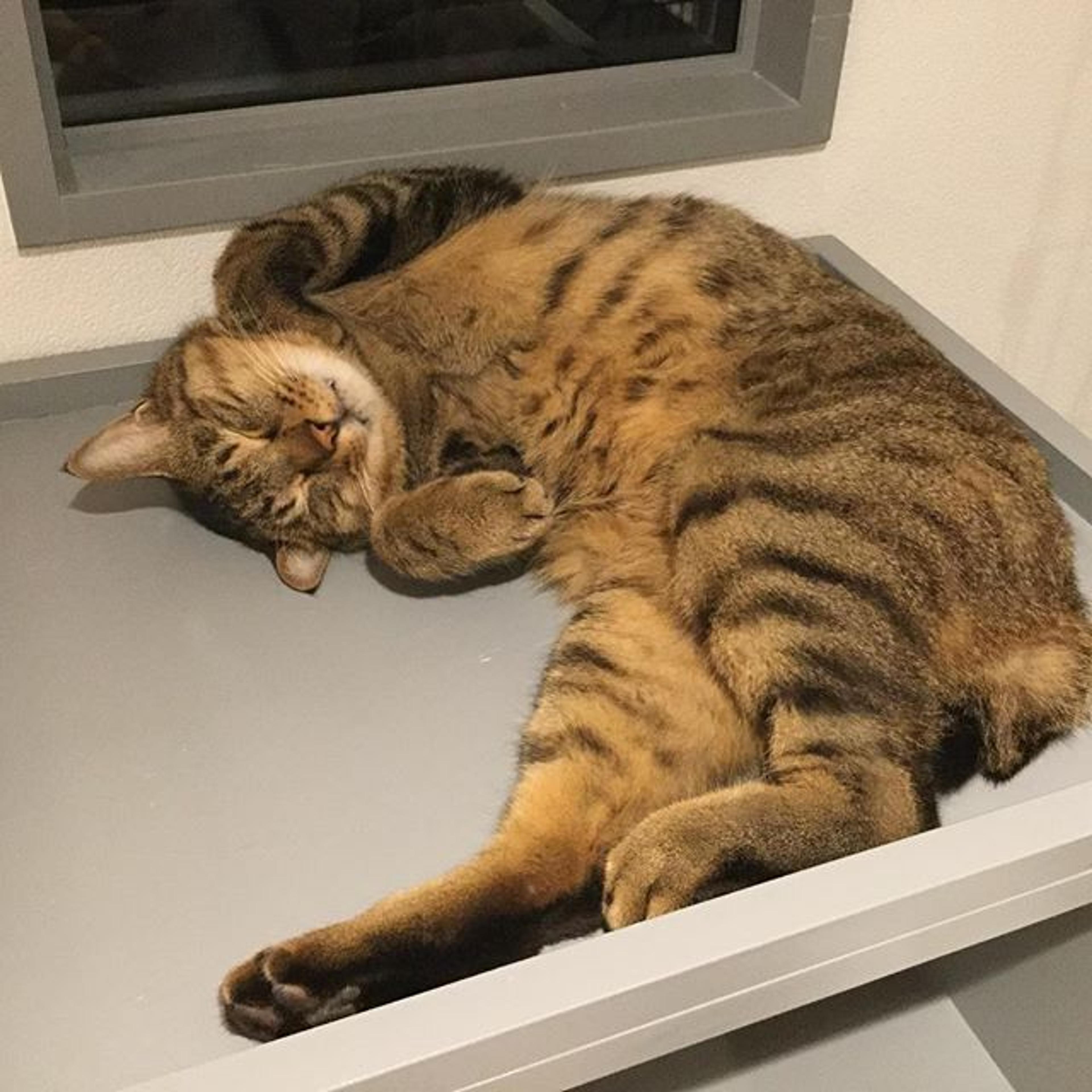 pet-image-2