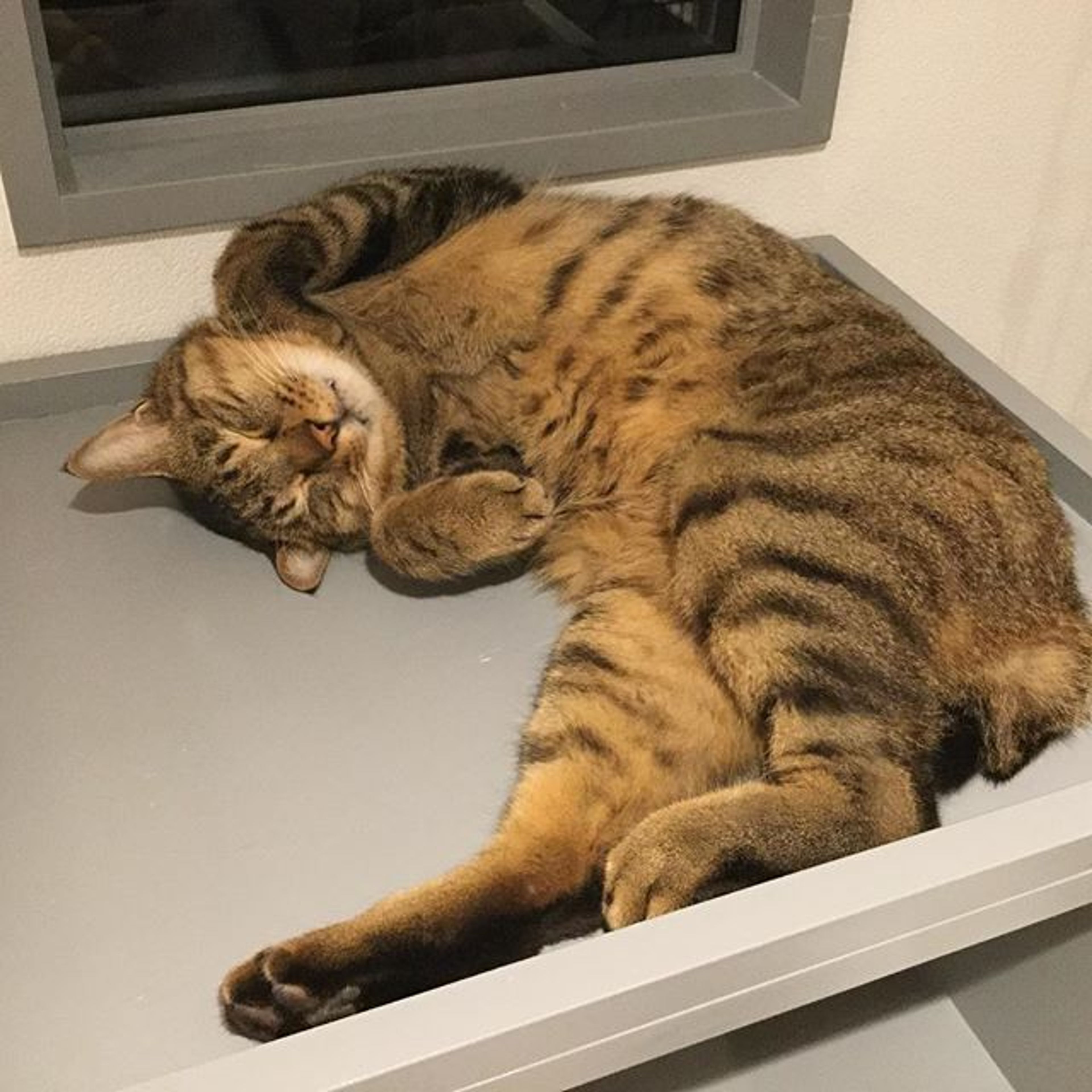 pet-image-2