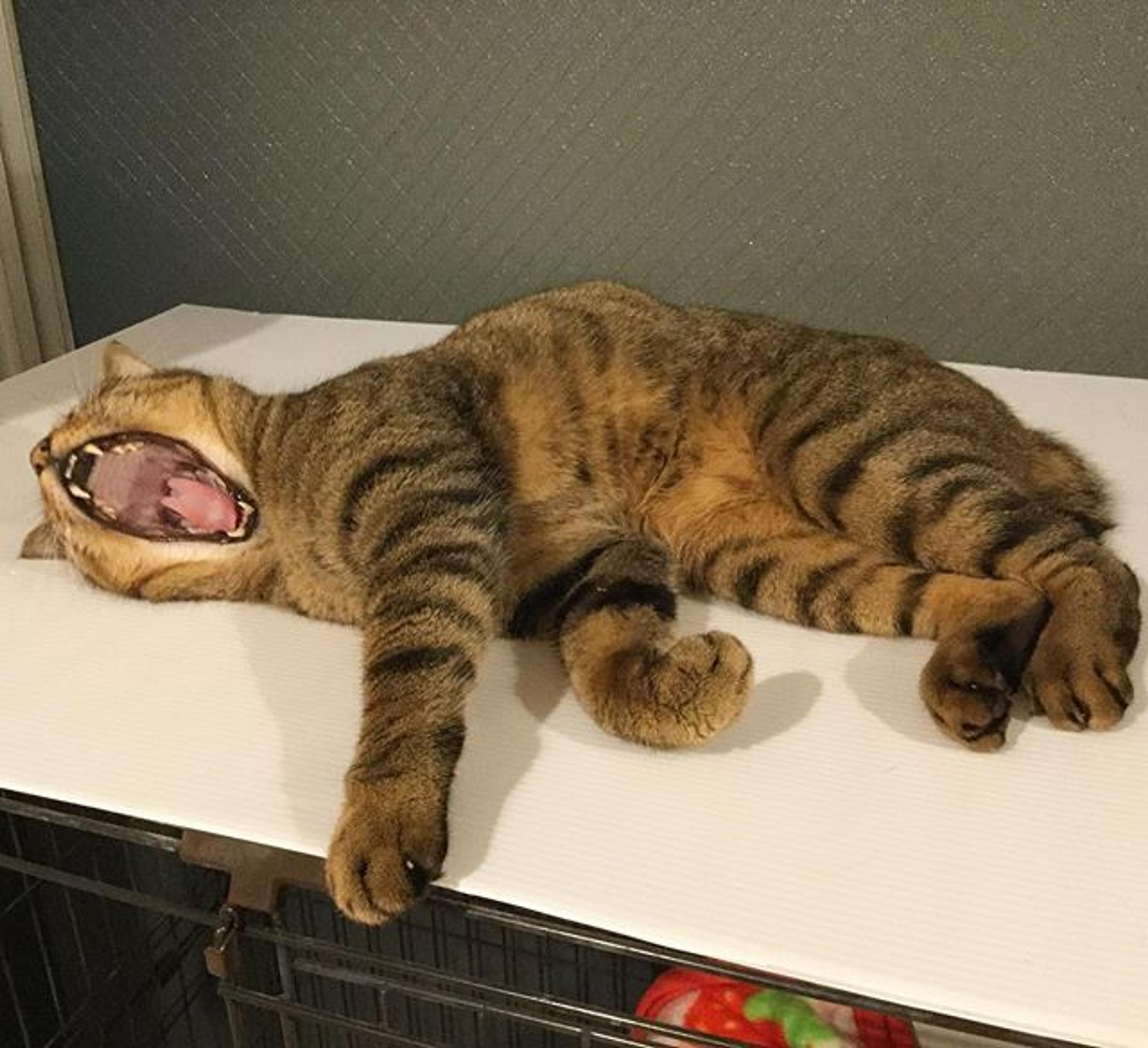 pet-image-3