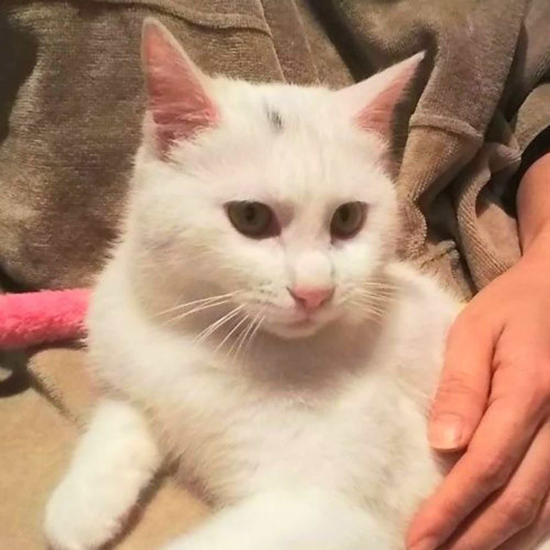 雑種（ミックス猫）・メスの里親募集の写真