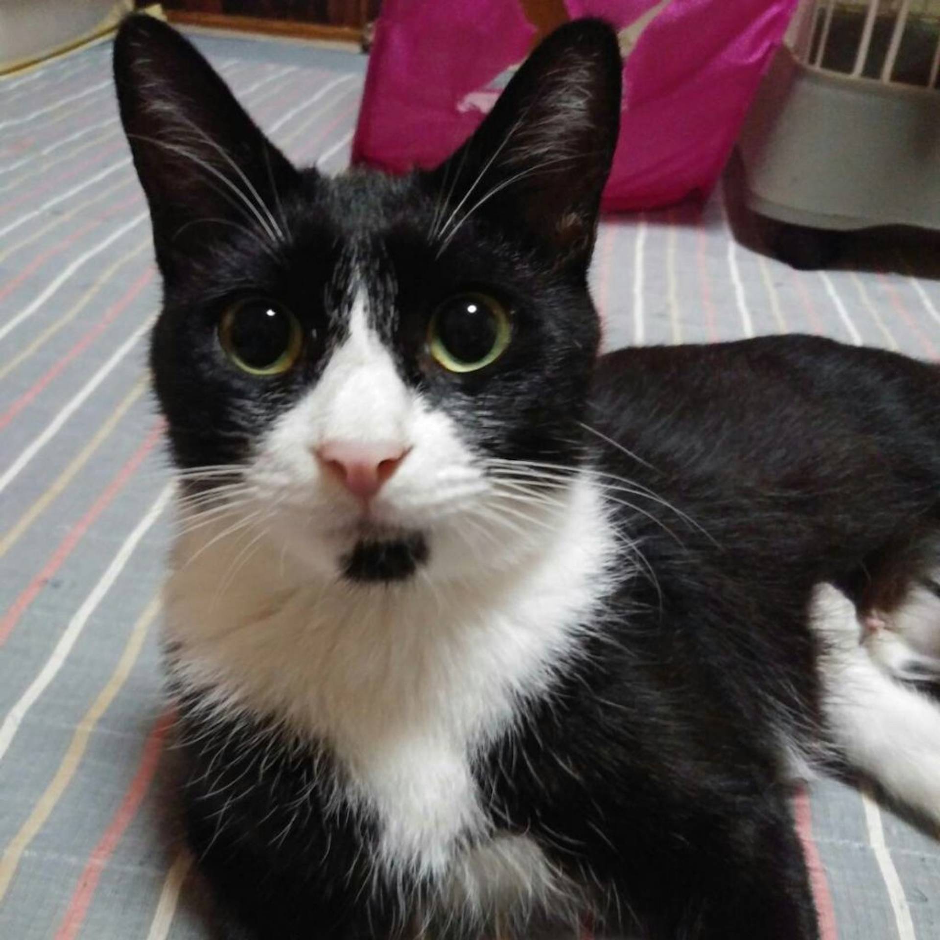 雑種（ミックス猫）・メスの里親募集の写真