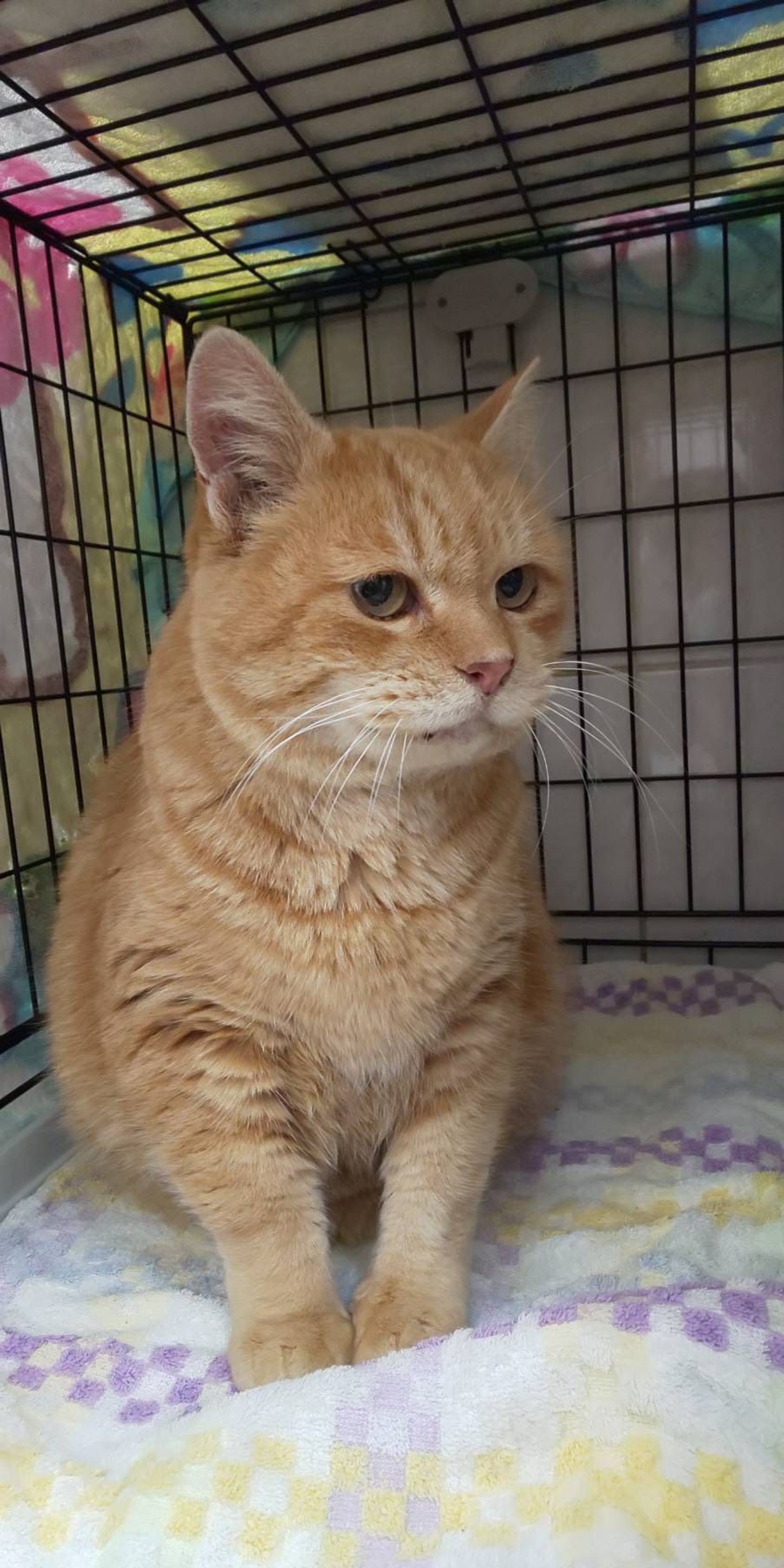 雑種（ミックス猫）・オスの里親募集の写真