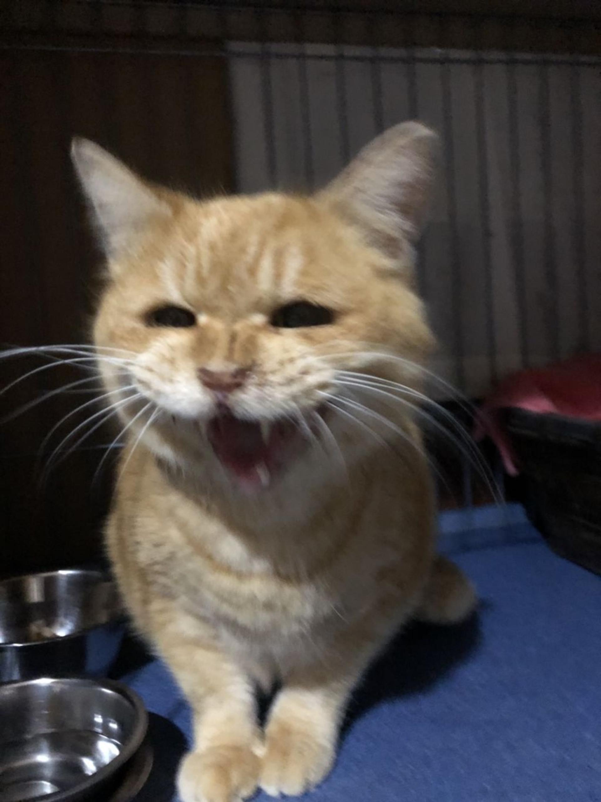 pet-image-2