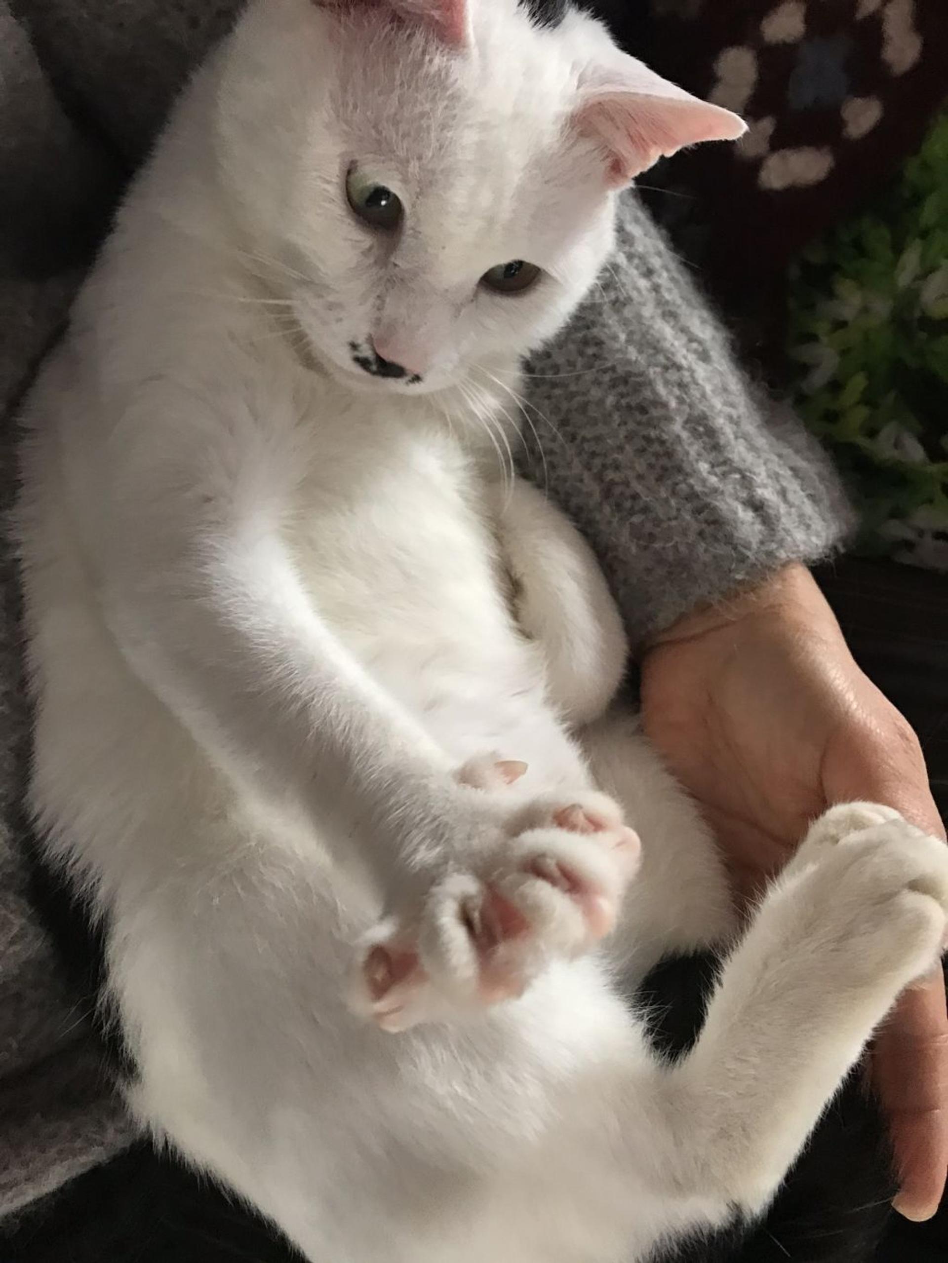 pet-image-3