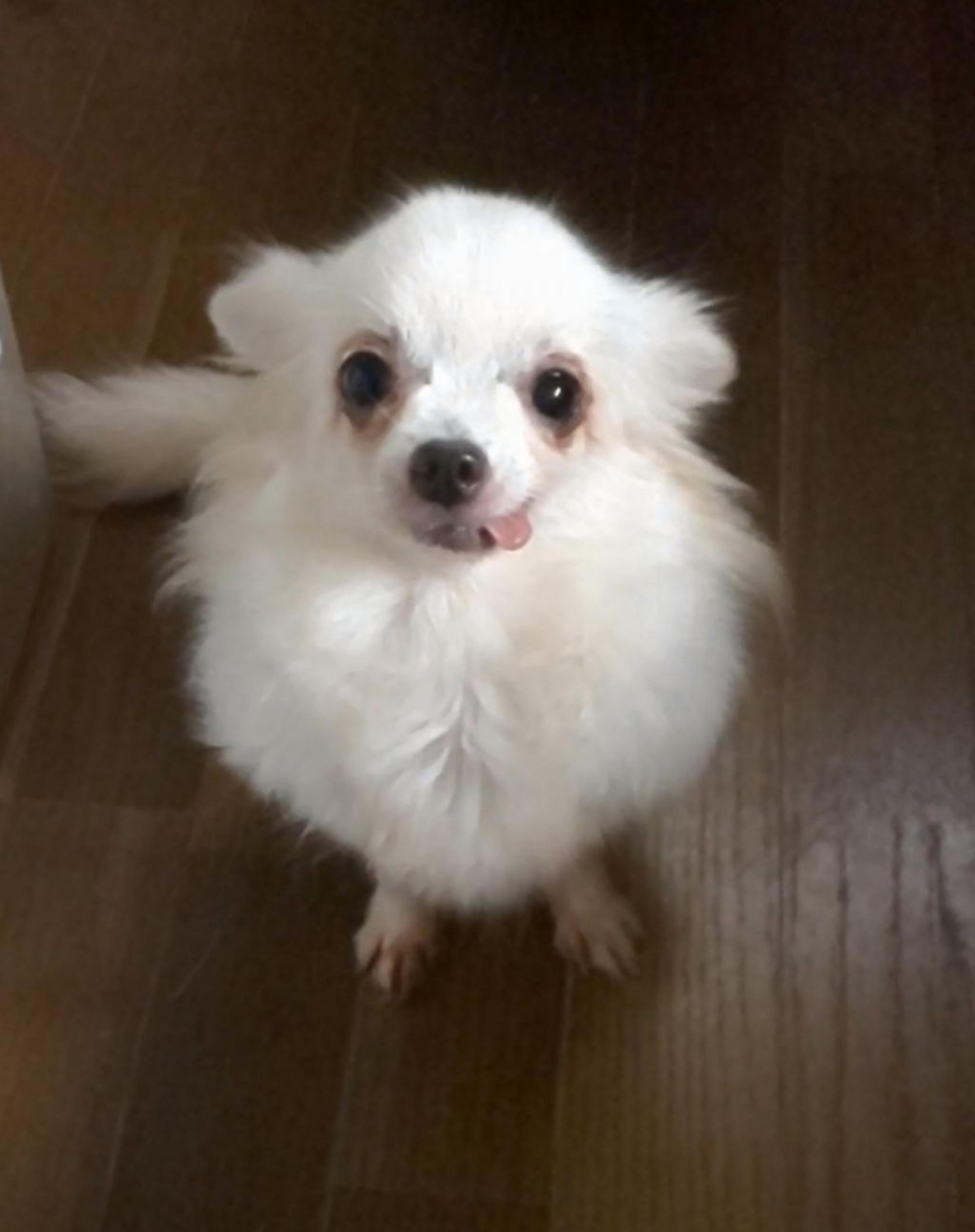 pet-image-2