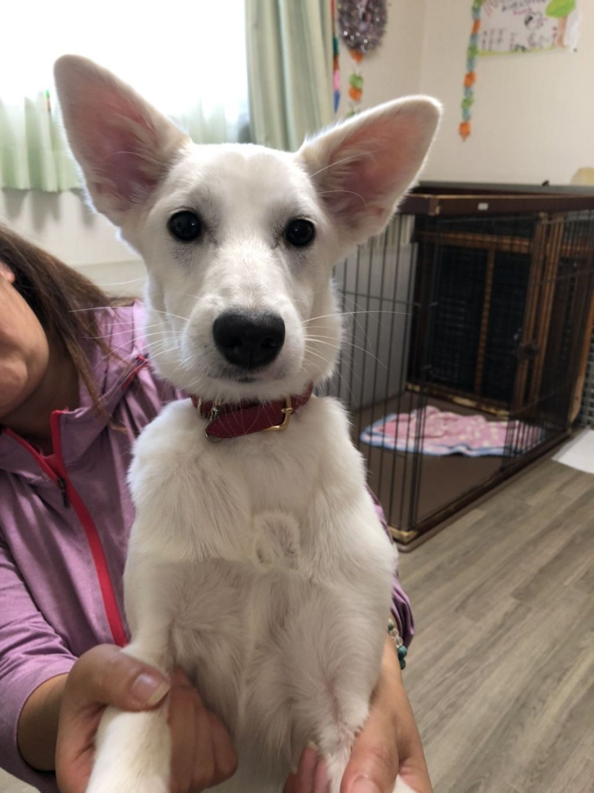 雑種（ミックス犬）・メスの里親募集の写真