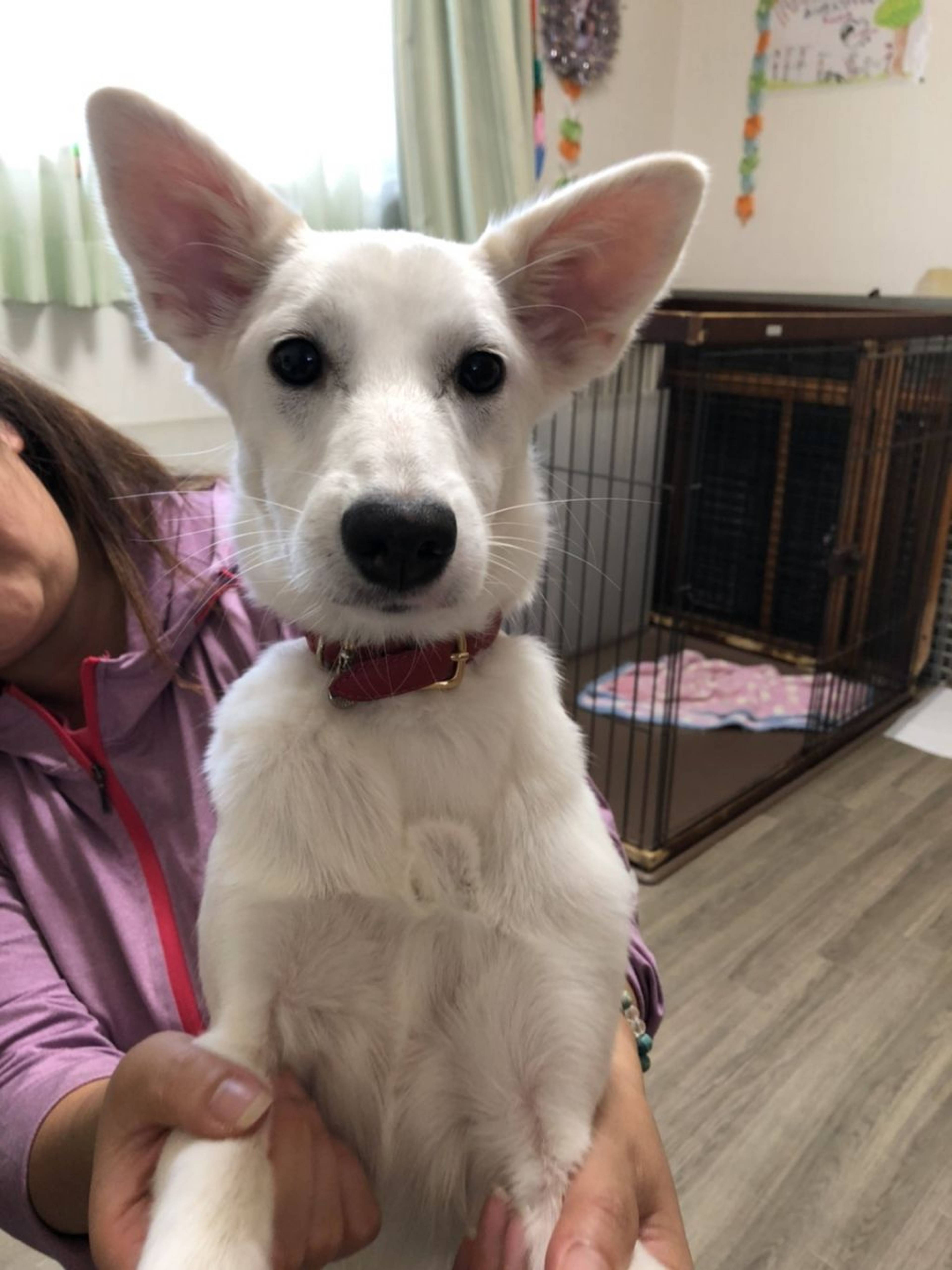 雑種（ミックス犬）・メスの里親募集の写真