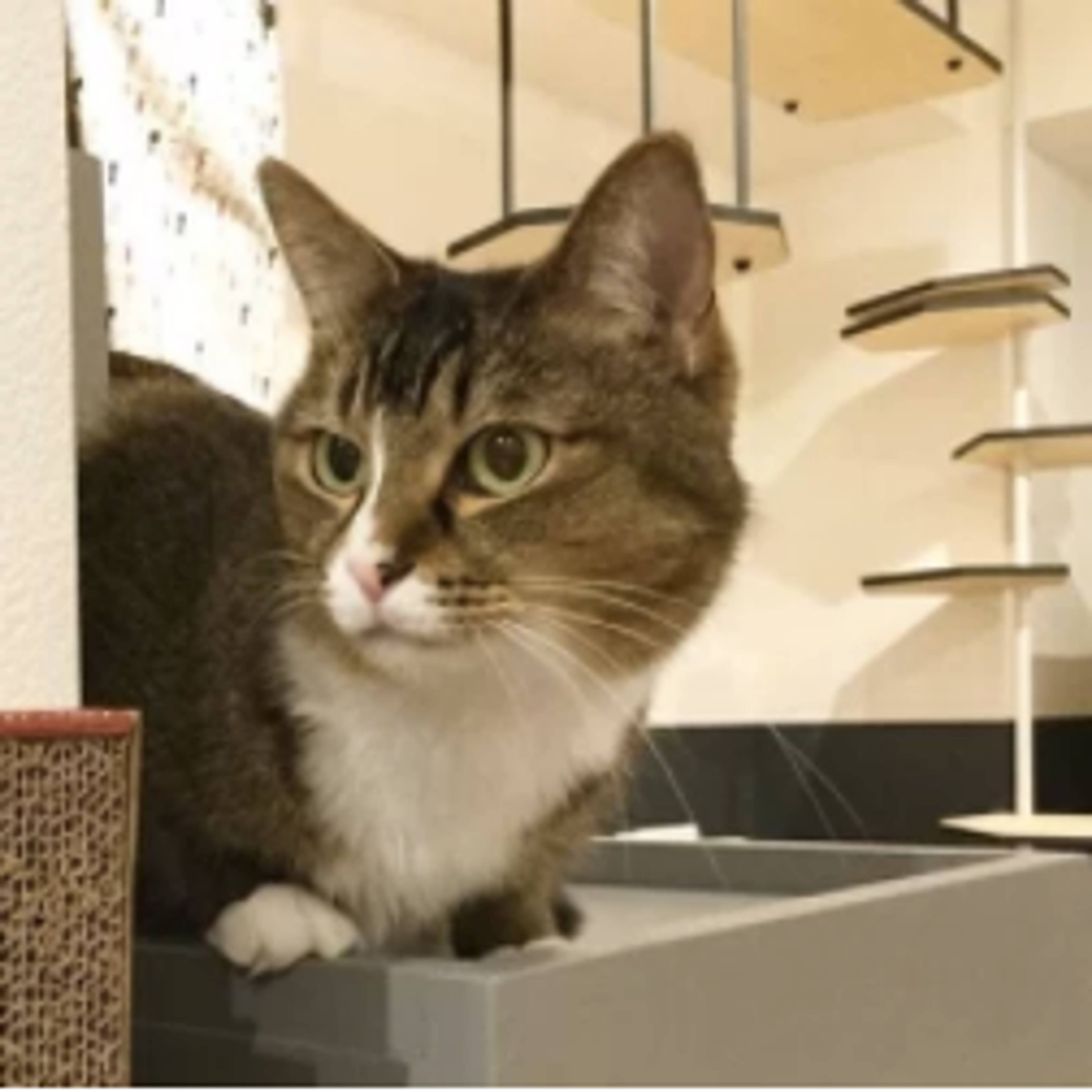 雑種（ミックス猫）・メスの里親募集の写真