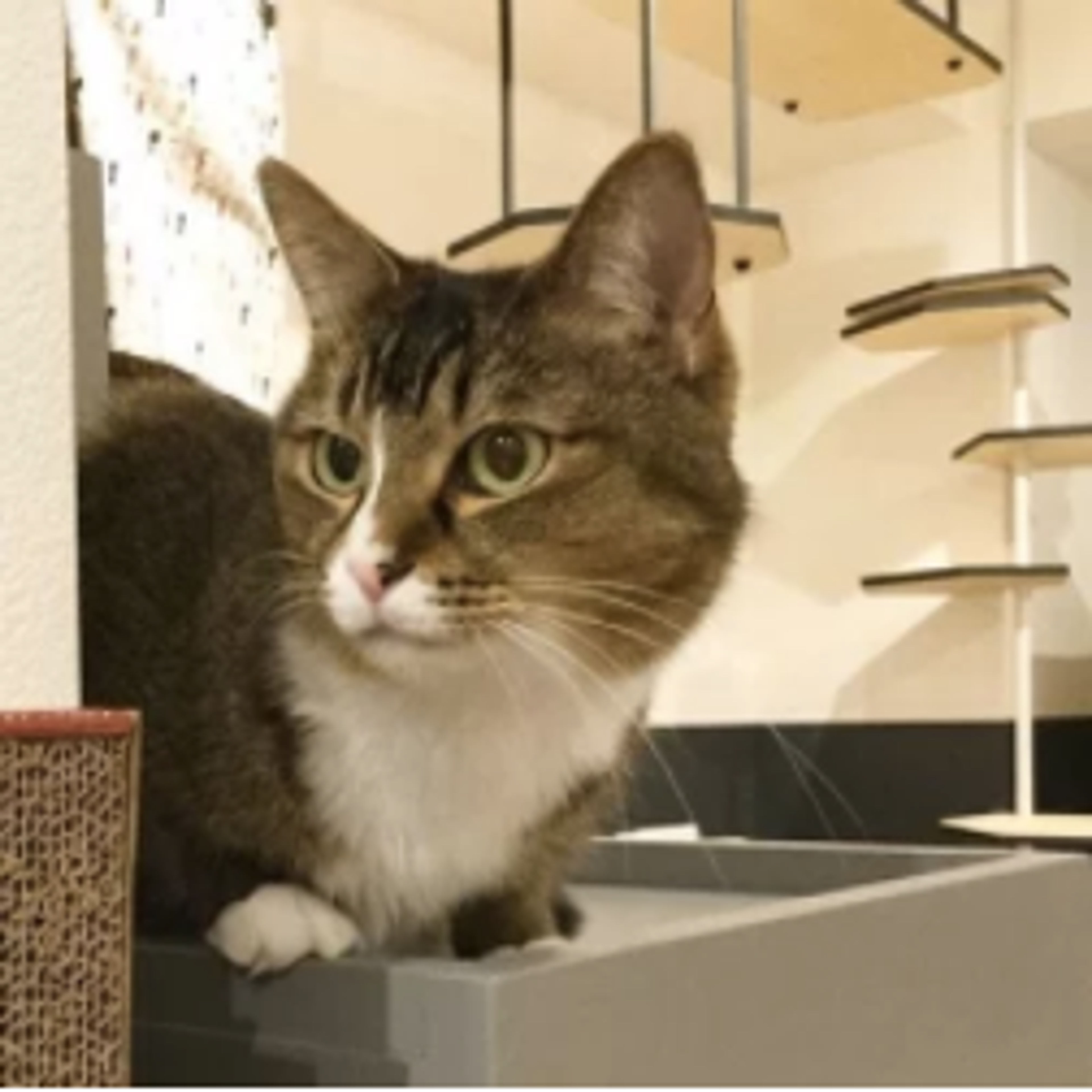 雑種（ミックス猫）・メスの里親募集の写真