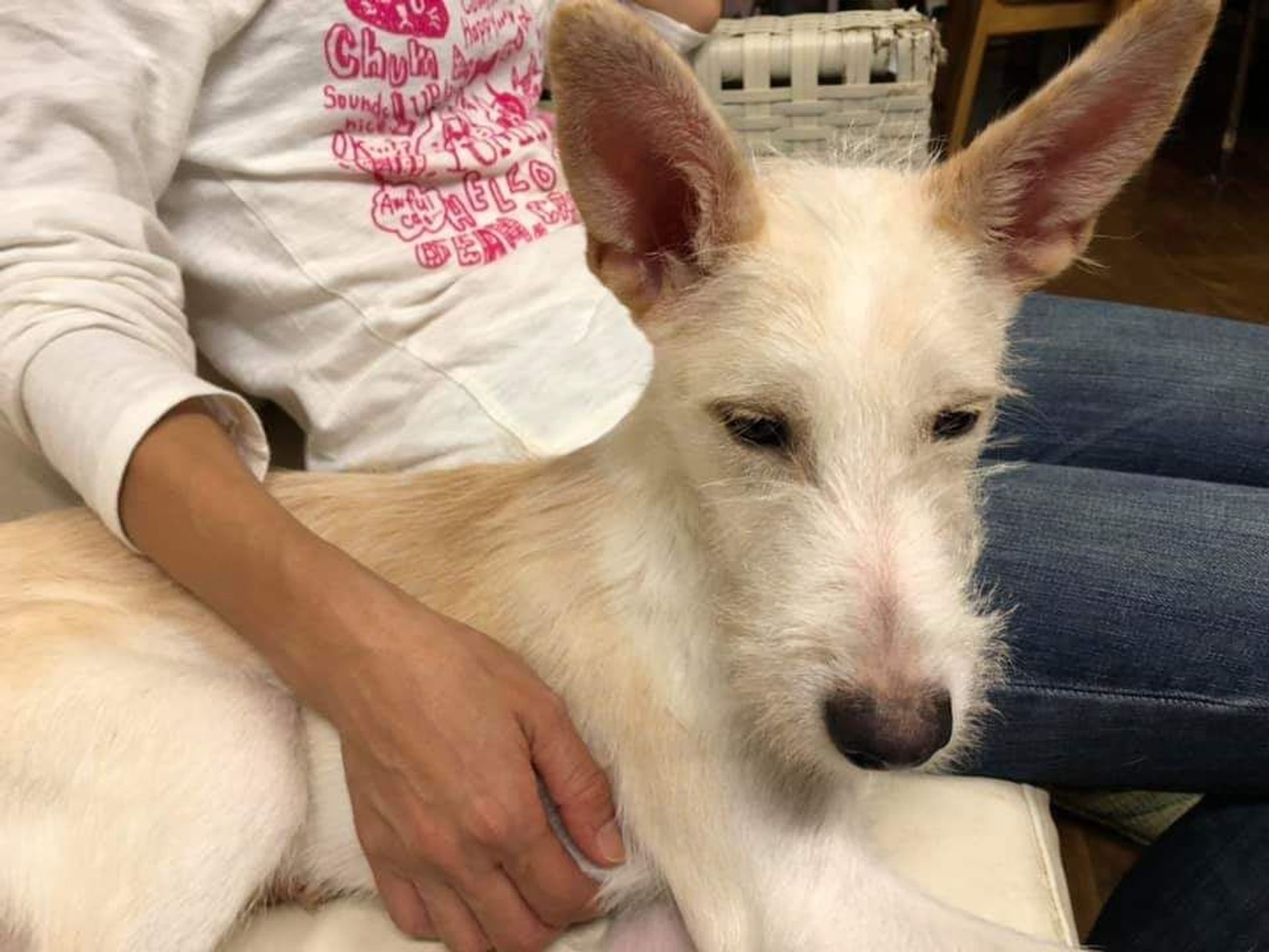 雑種（ミックス犬）・オスの里親募集の写真