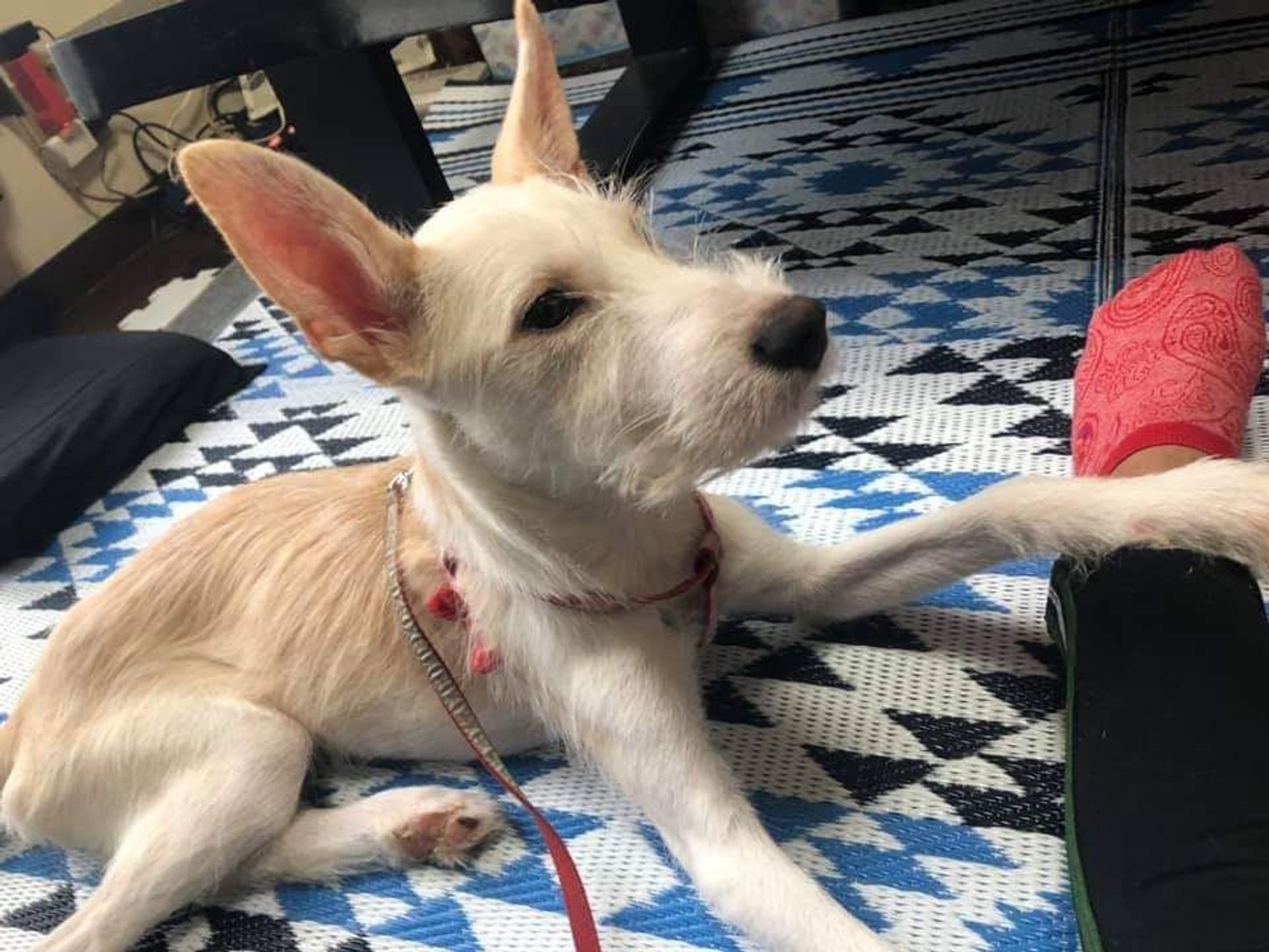 pet-image-2