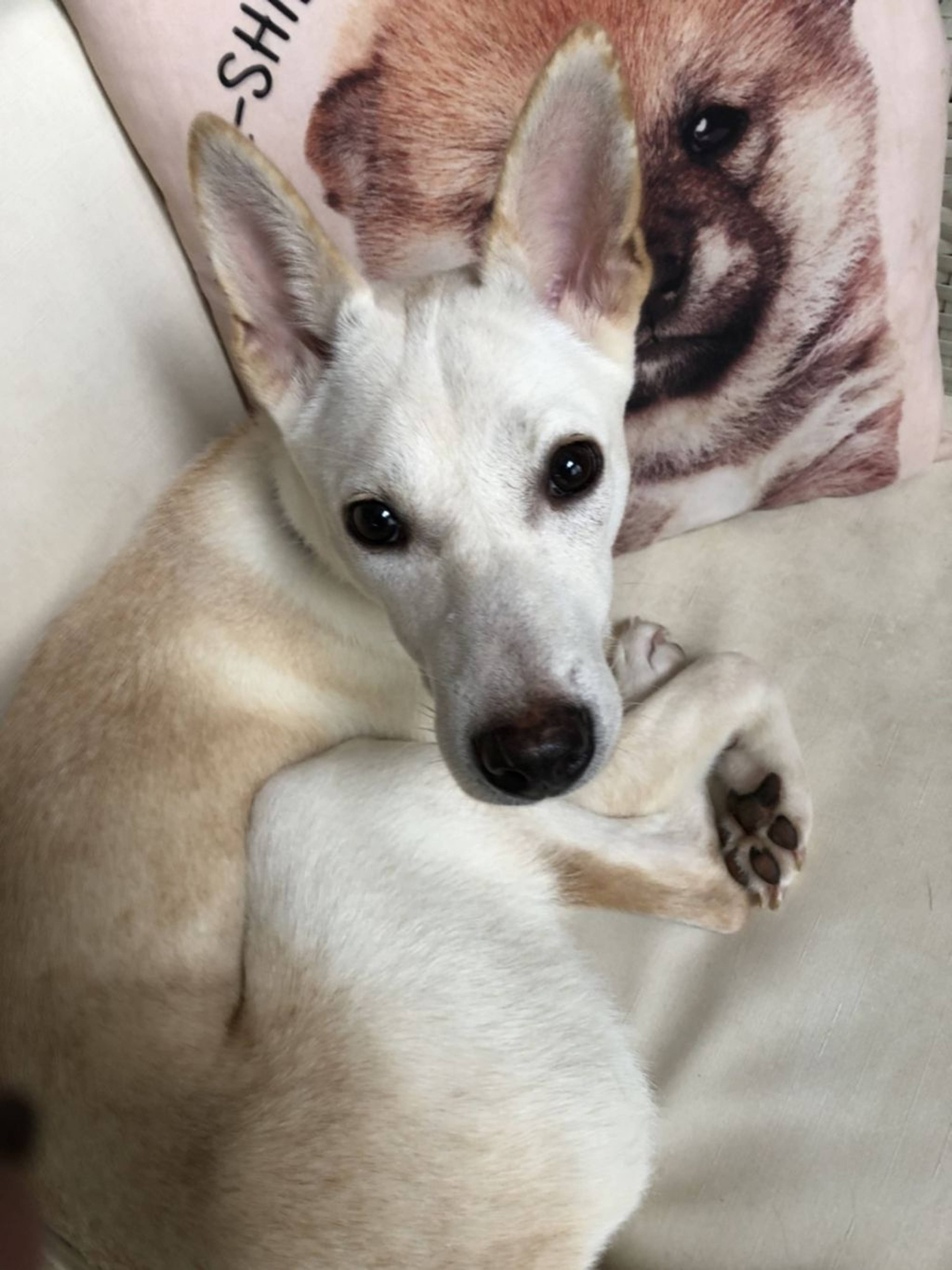雑種（ミックス犬）・メスの里親募集の写真