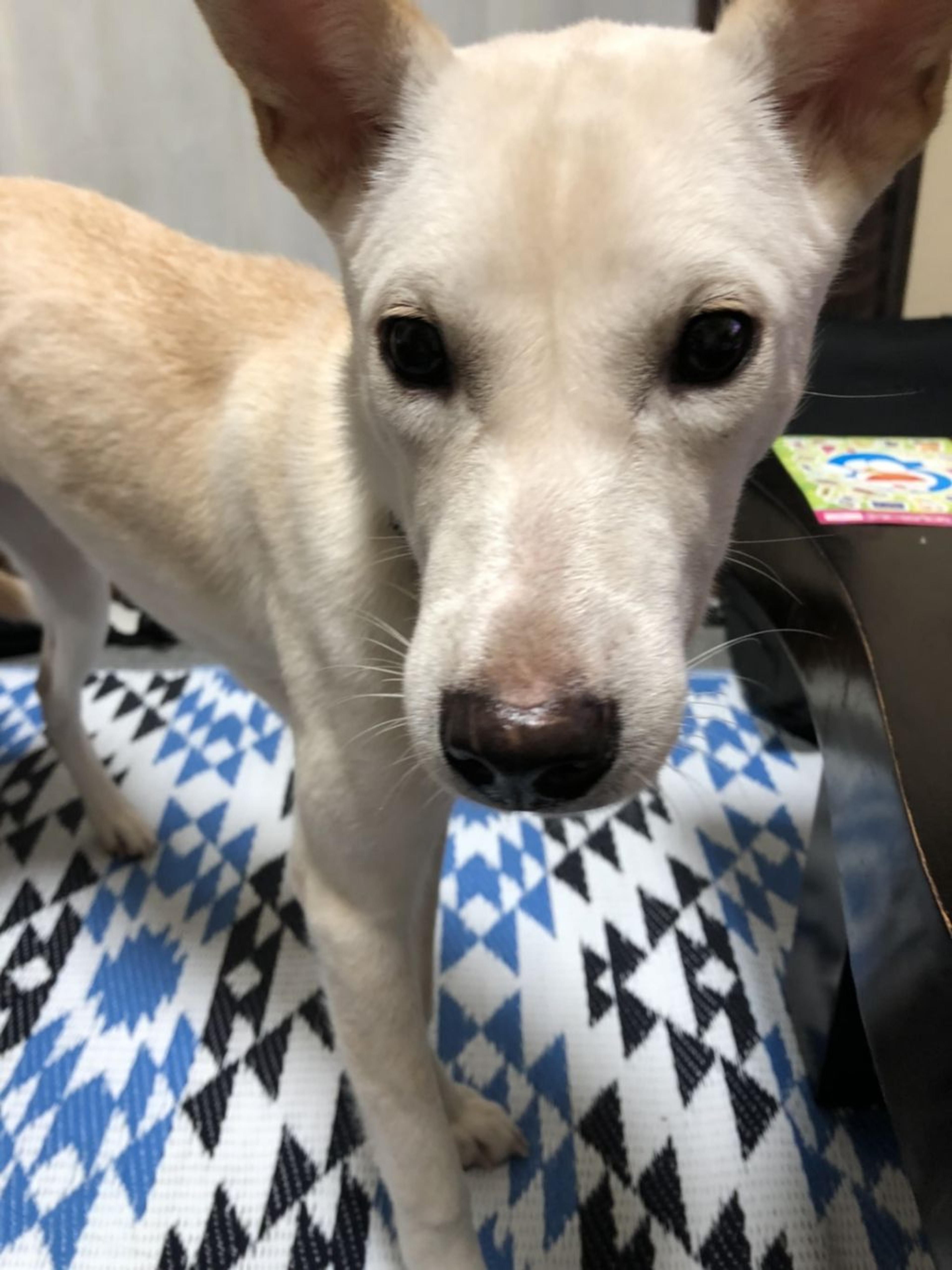 pet-image-2