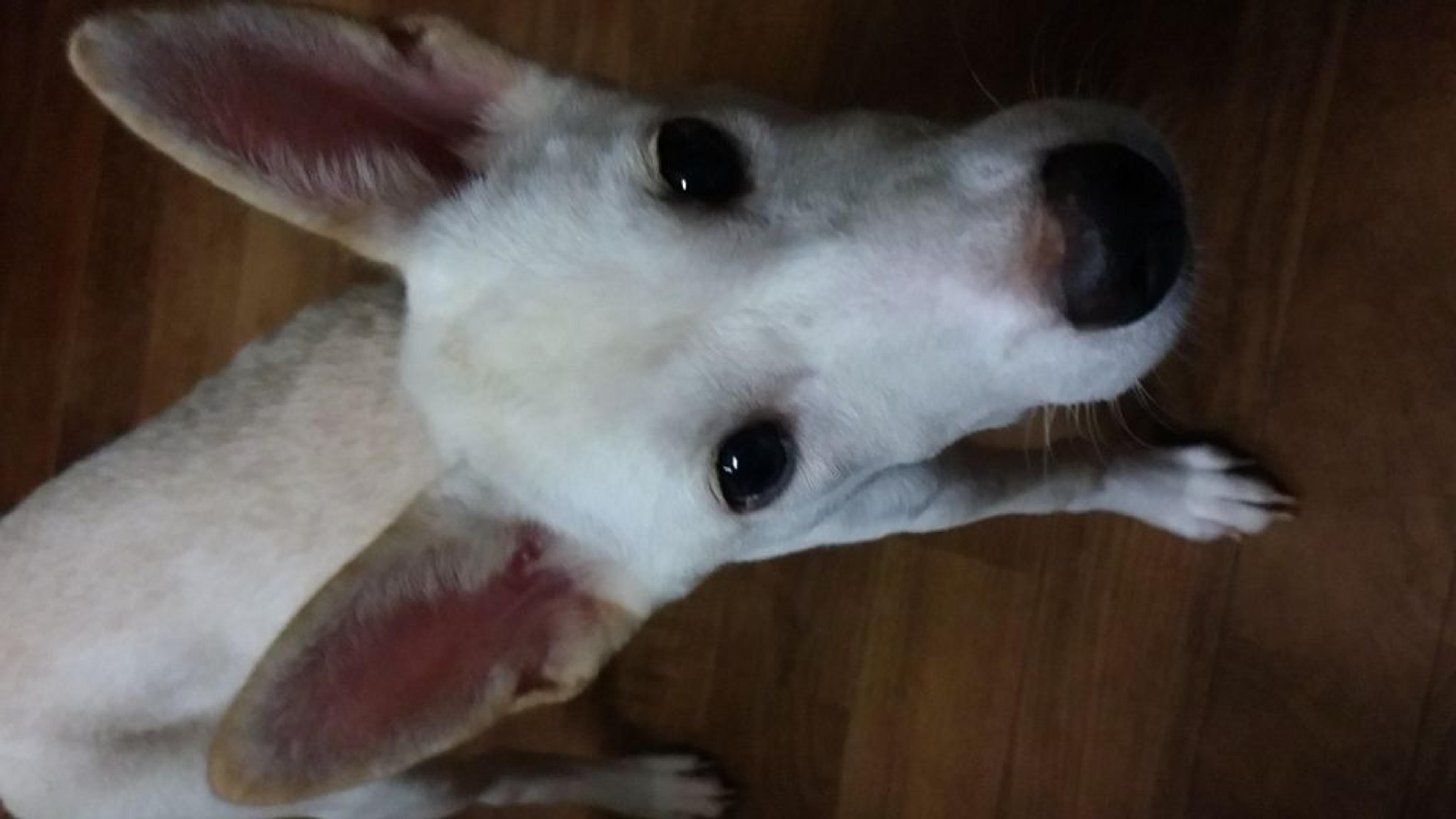pet-image-3