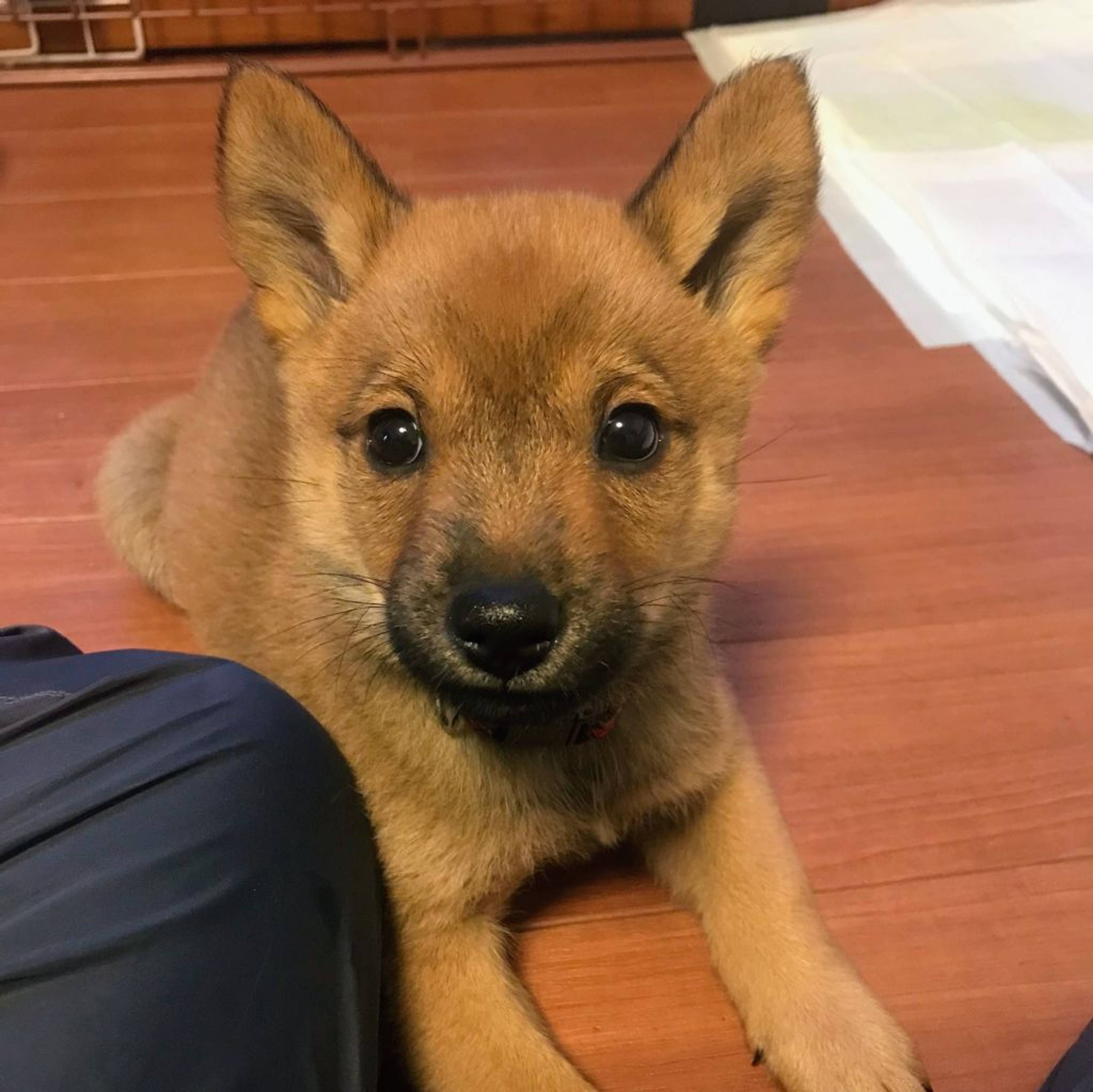 雑種（ミックス犬）・オスの里親募集の写真