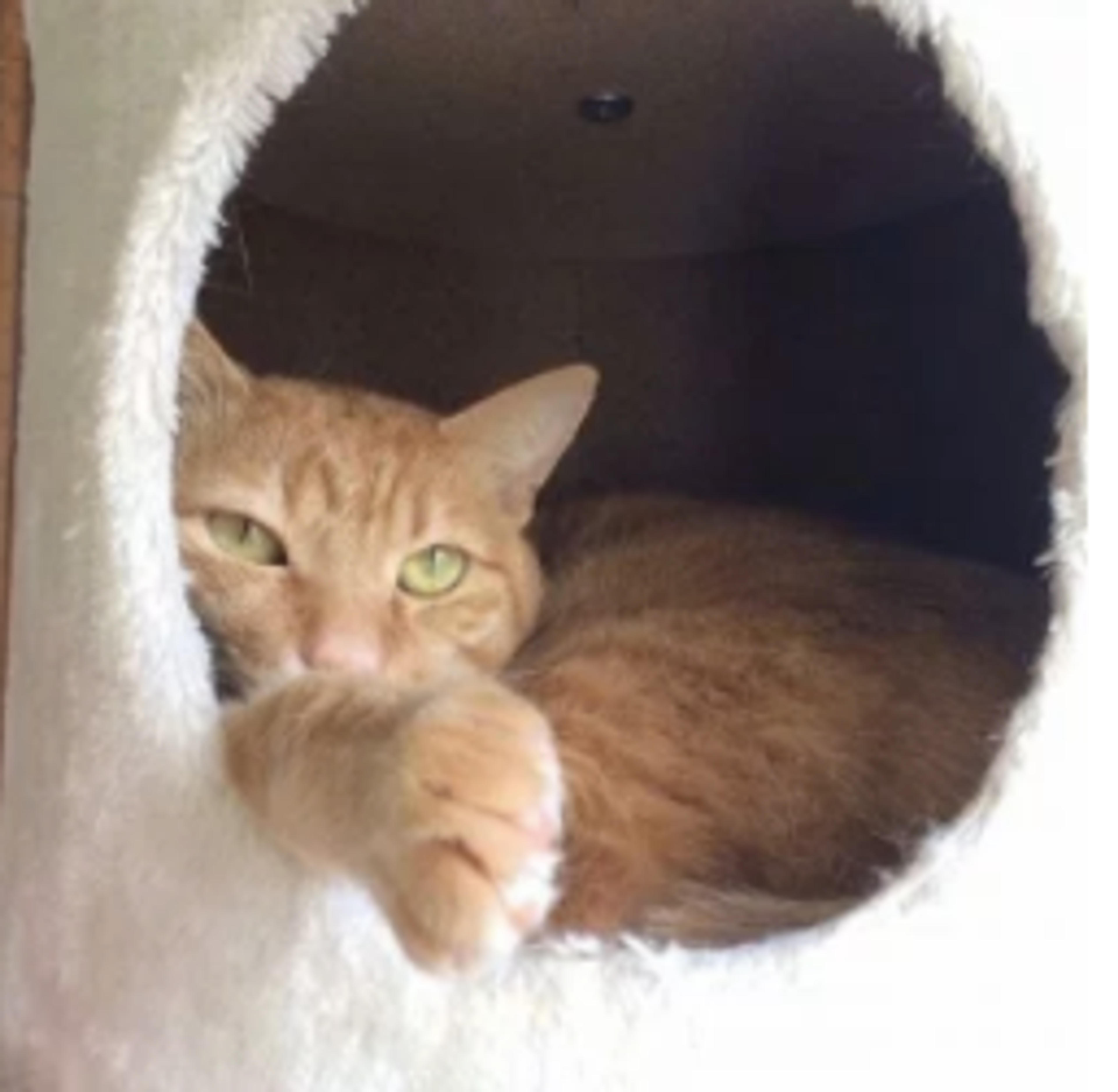 pet-image-2
