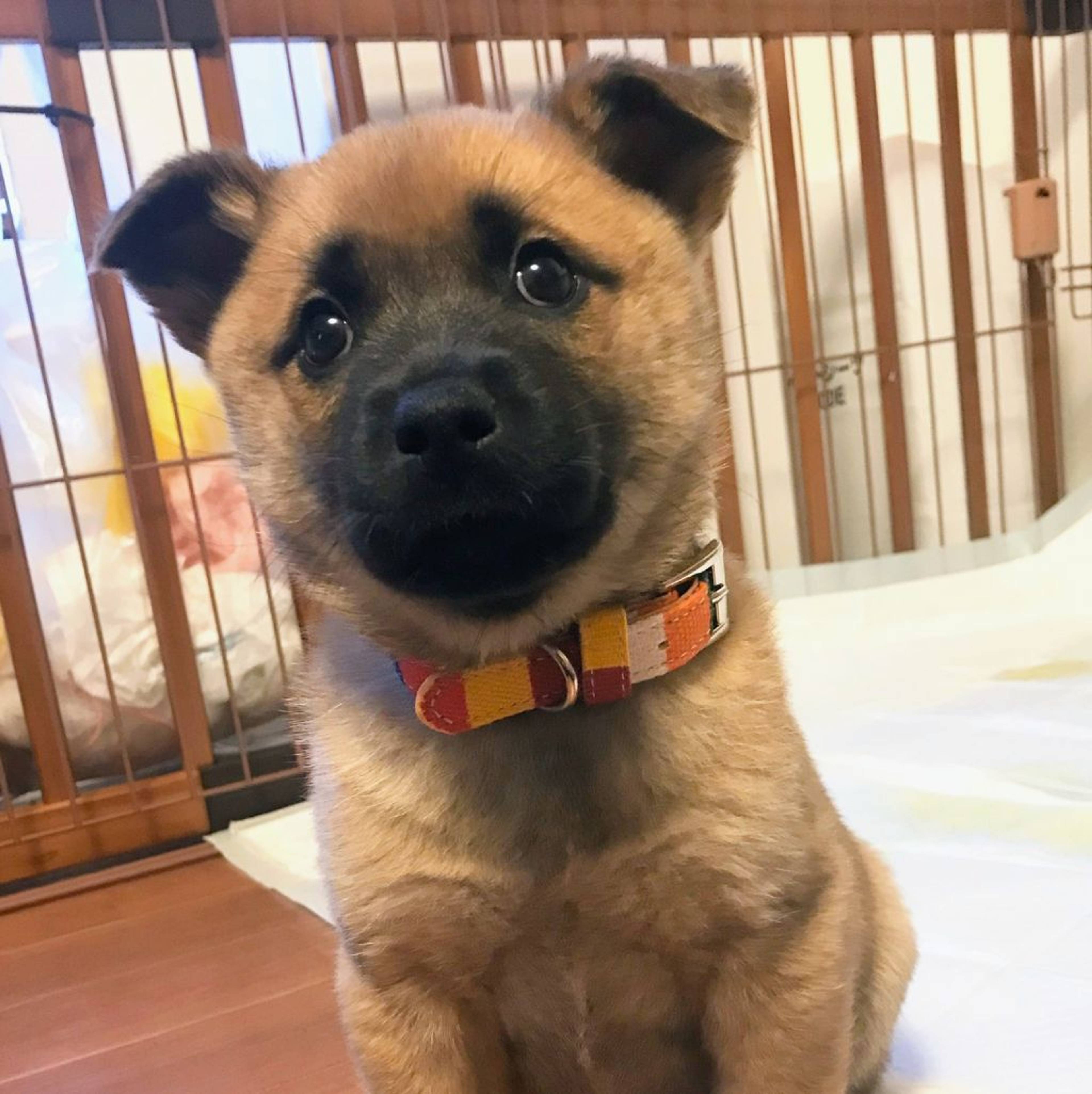 雑種（ミックス犬）・メスの里親募集の写真