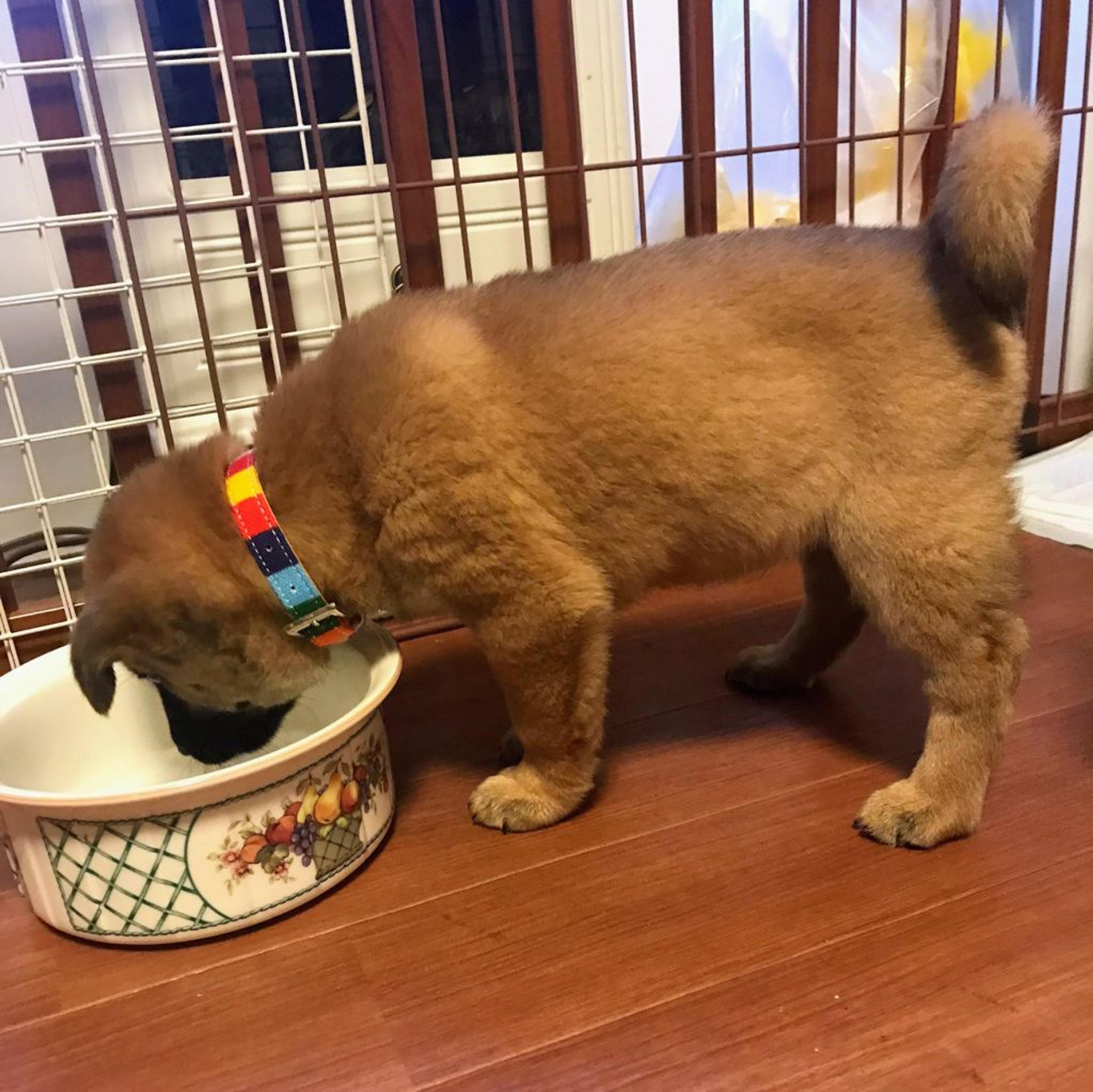 pet-image-3