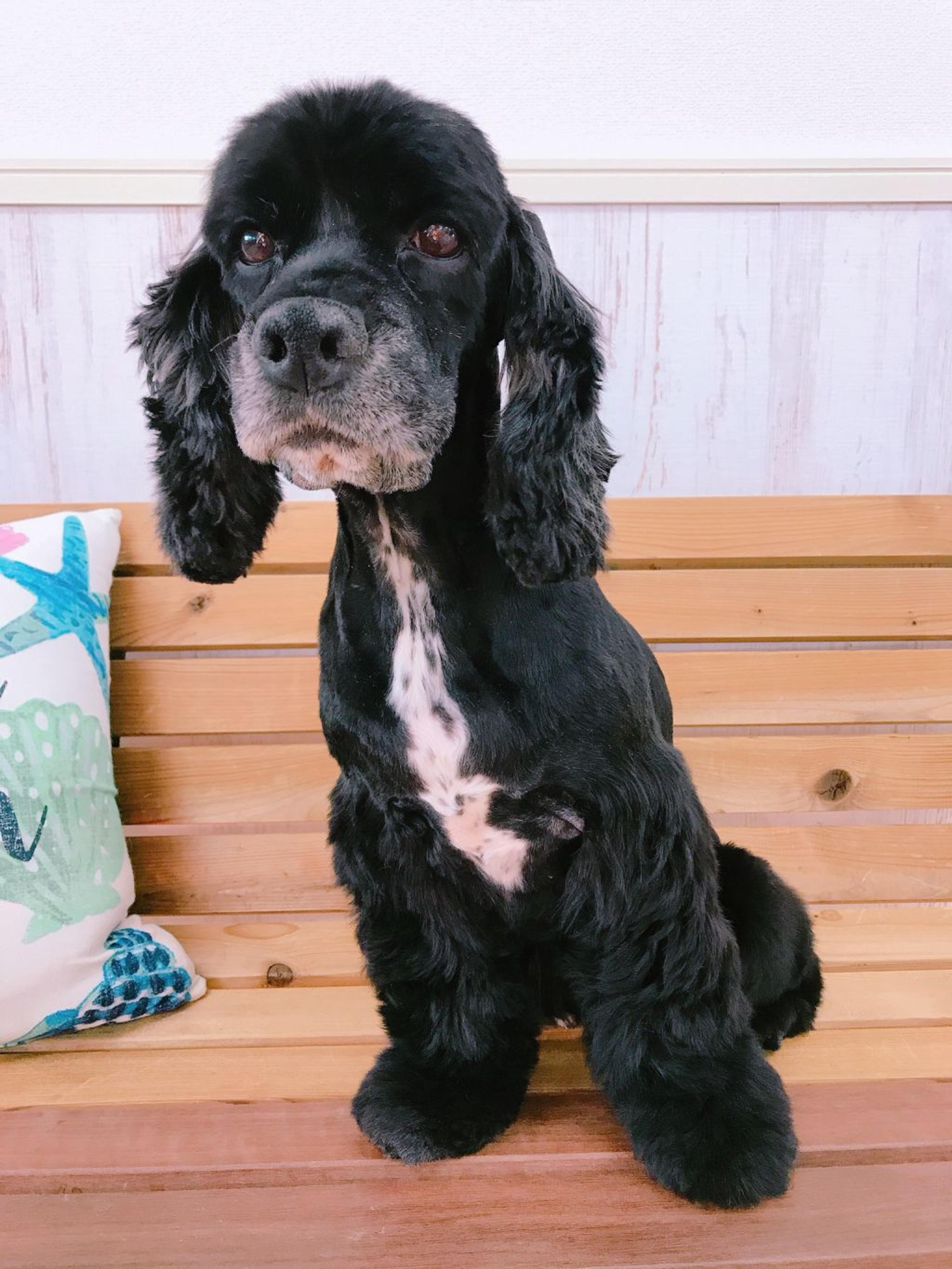pet-image-2
