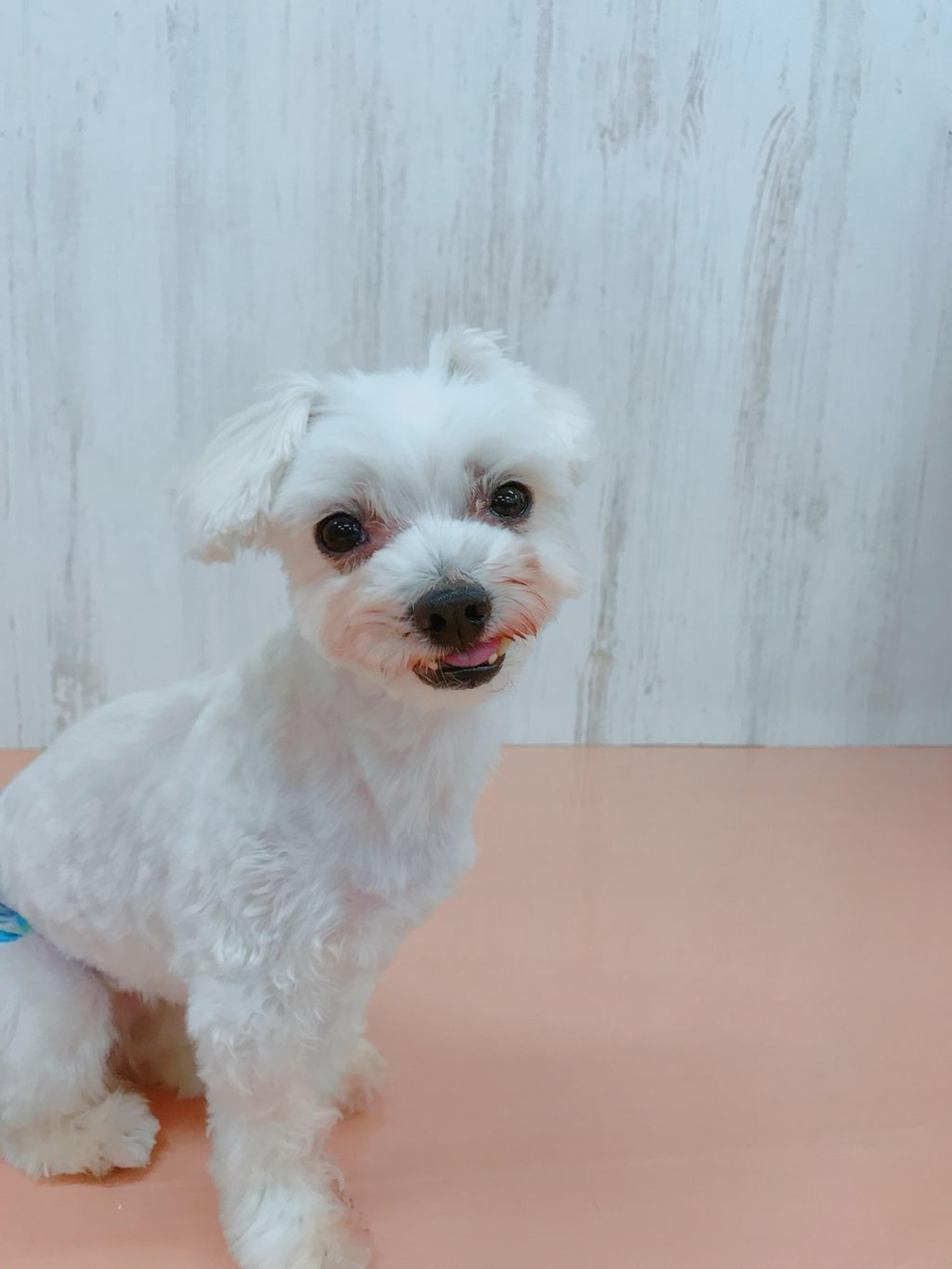 pet-image-3