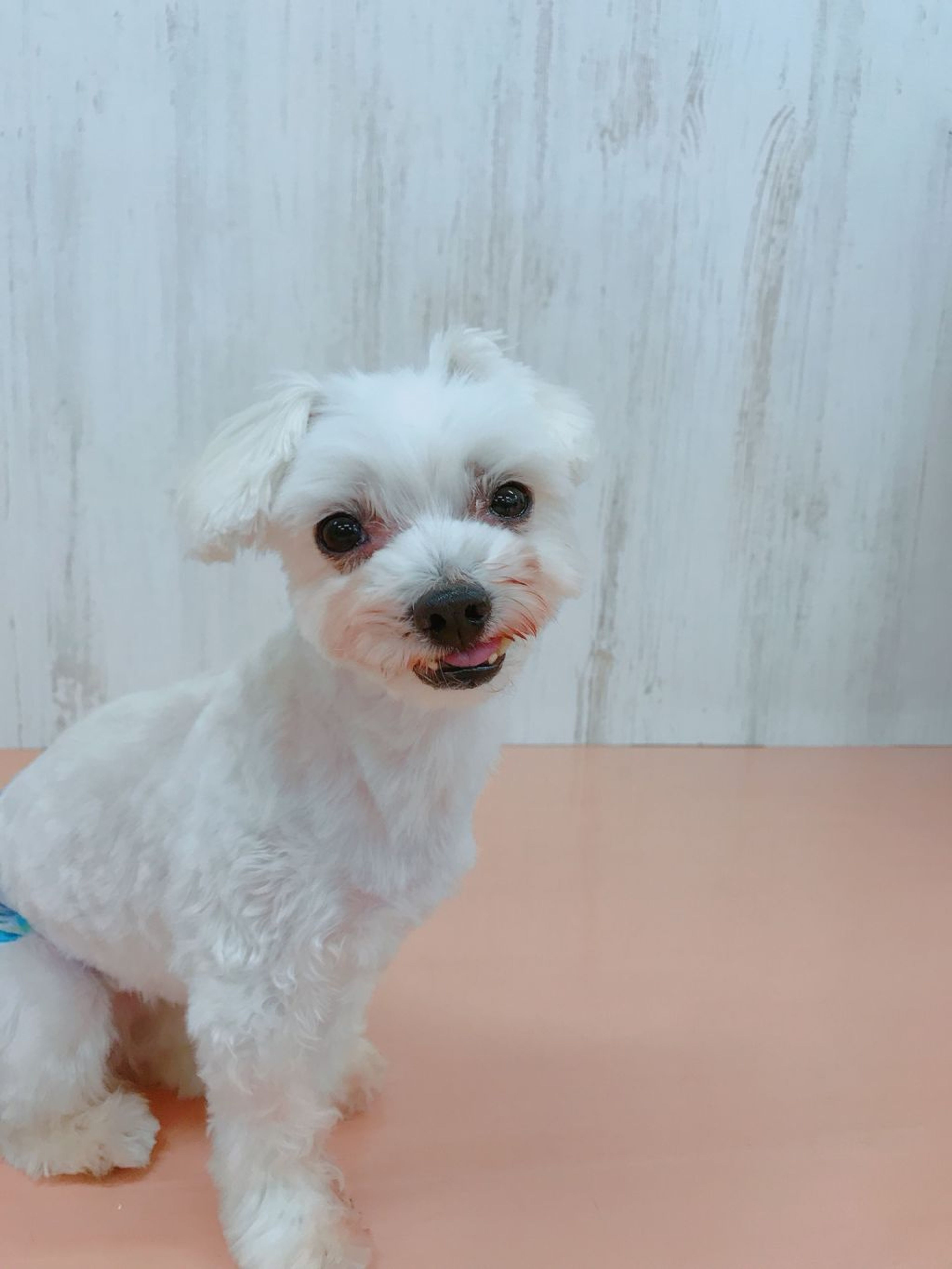 pet-image-3