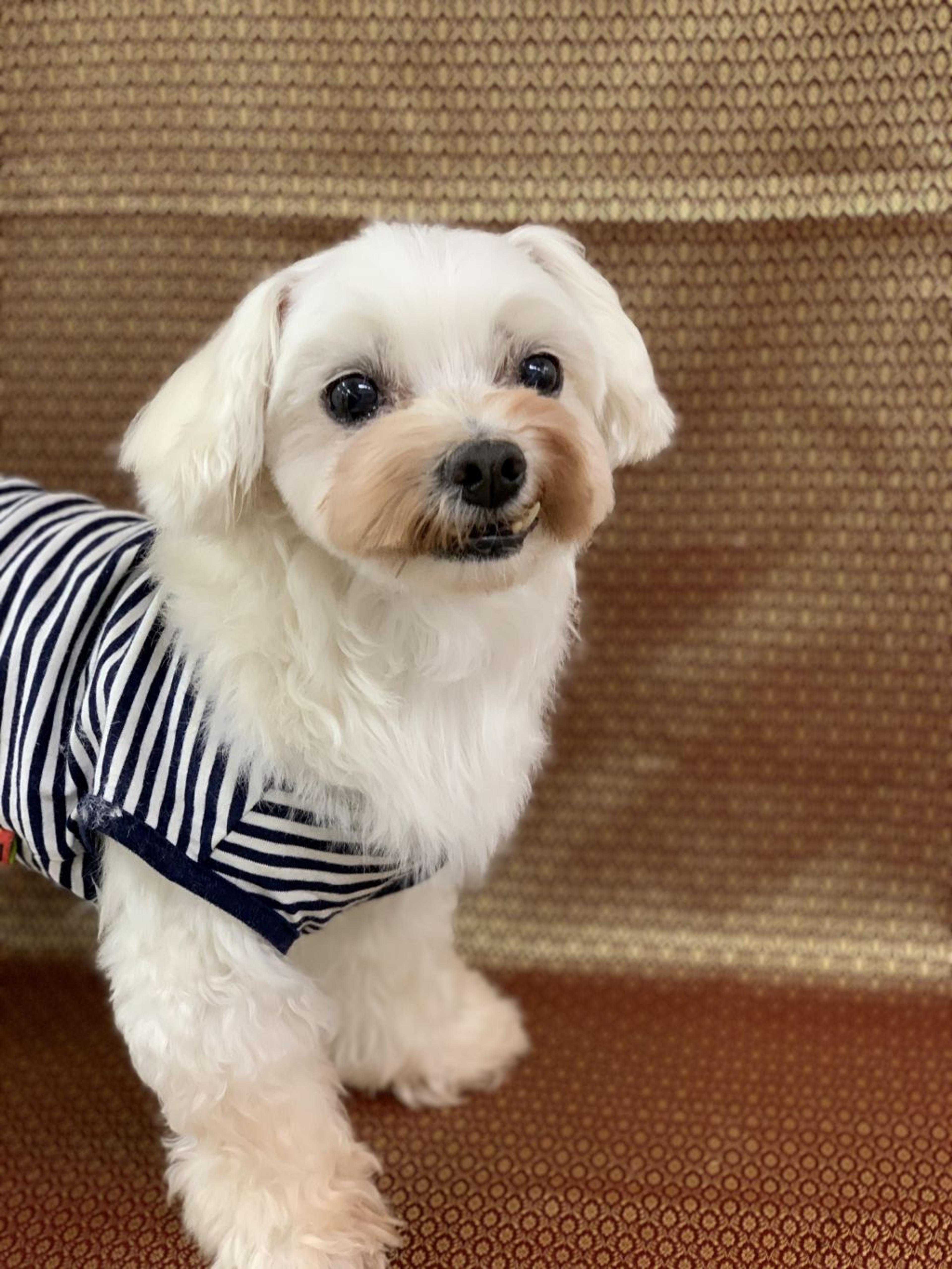 pet-image-2