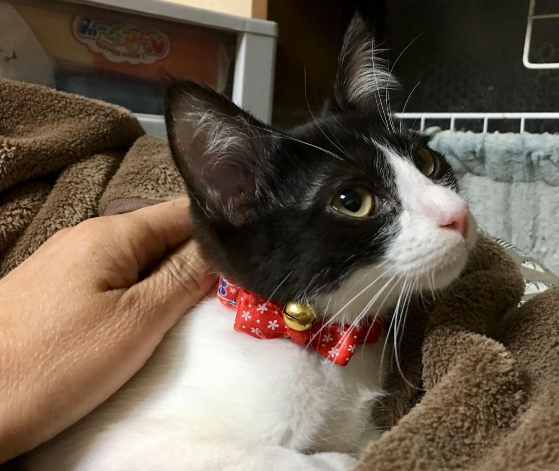 pet-image-3