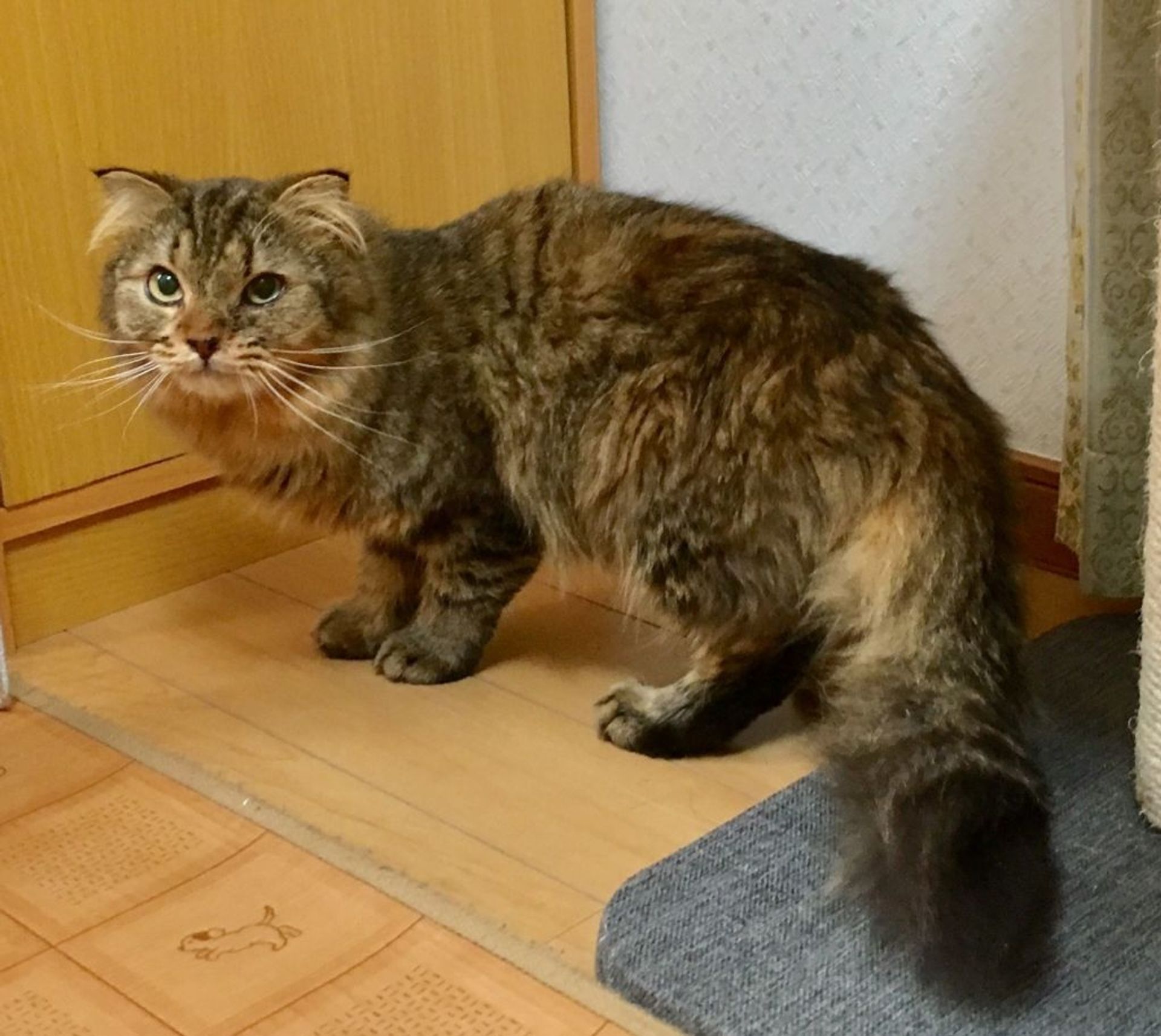 雑種（ミックス猫）・オスの里親募集の写真
