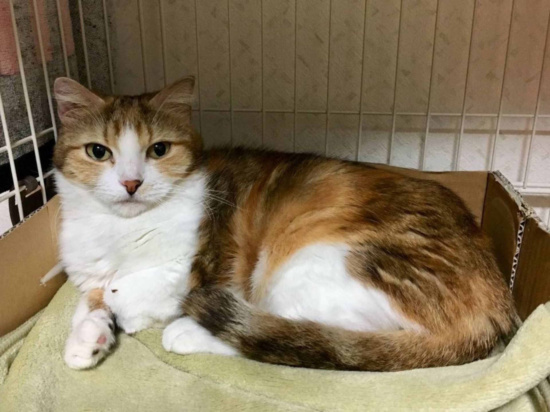 雑種（ミックス猫）・メスの里親募集の写真