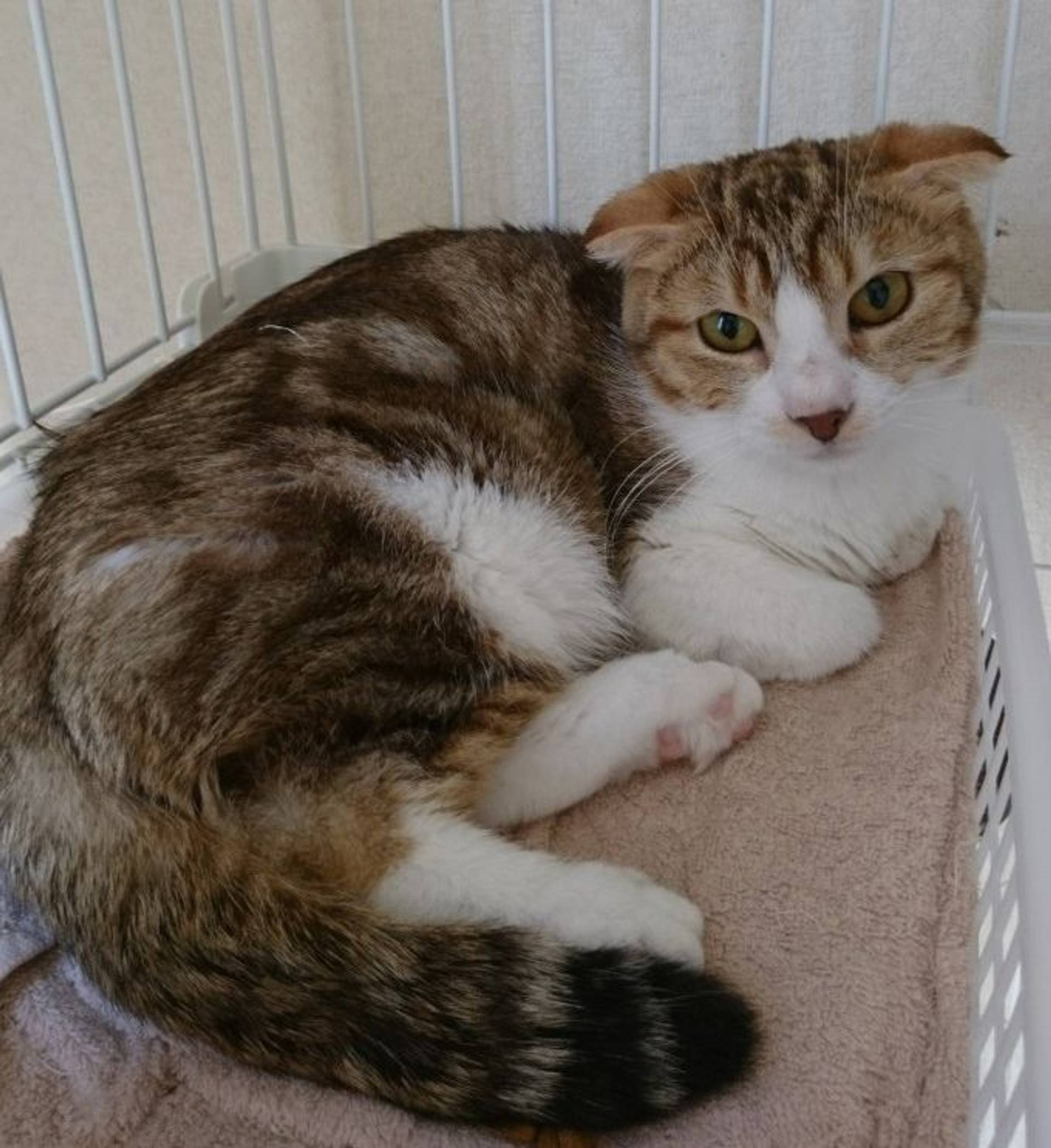 雑種（ミックス猫）・メスの里親募集の写真