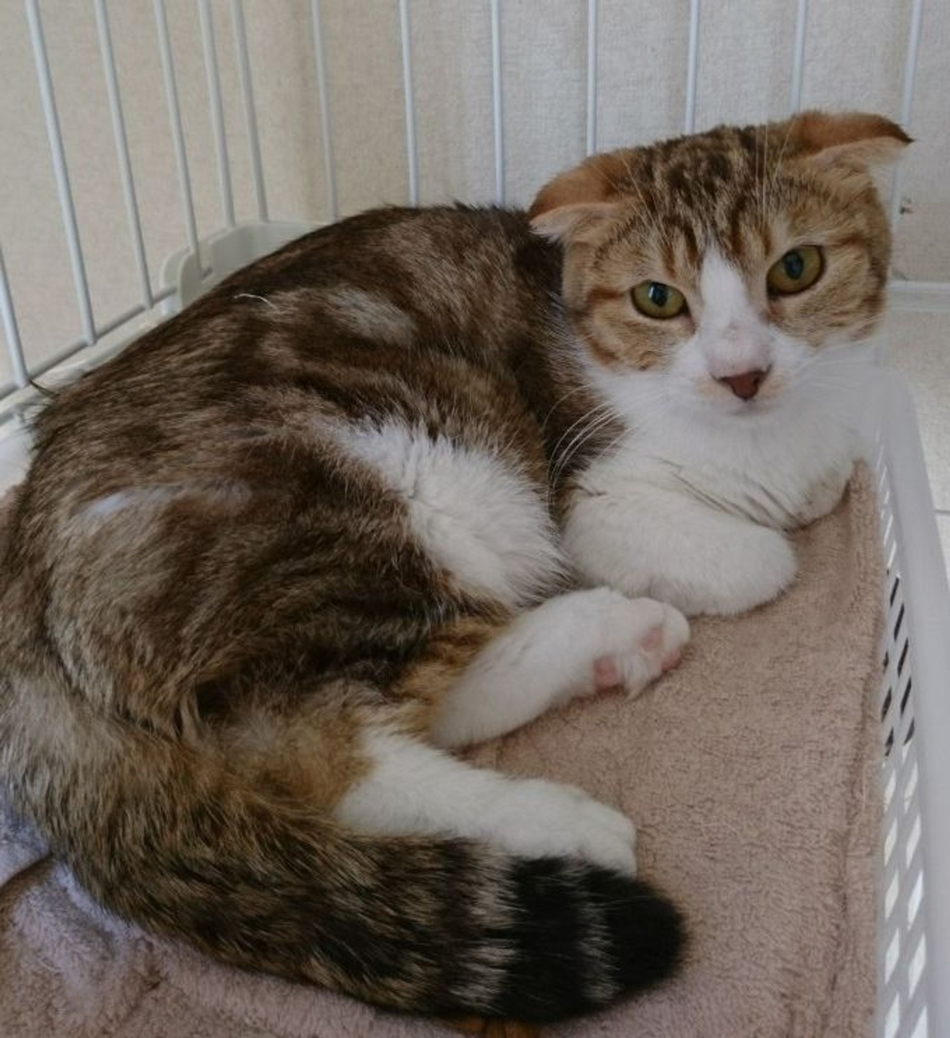 雑種（ミックス猫）・メスの里親募集の写真