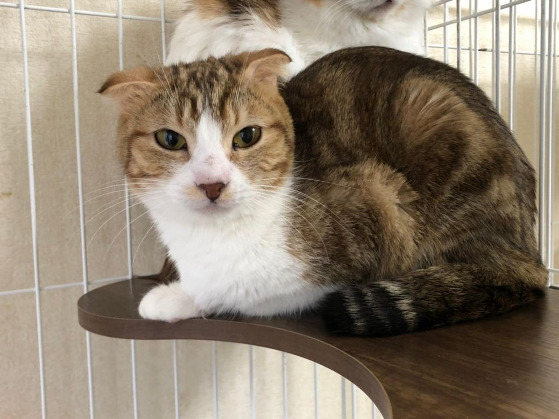 pet-image-2