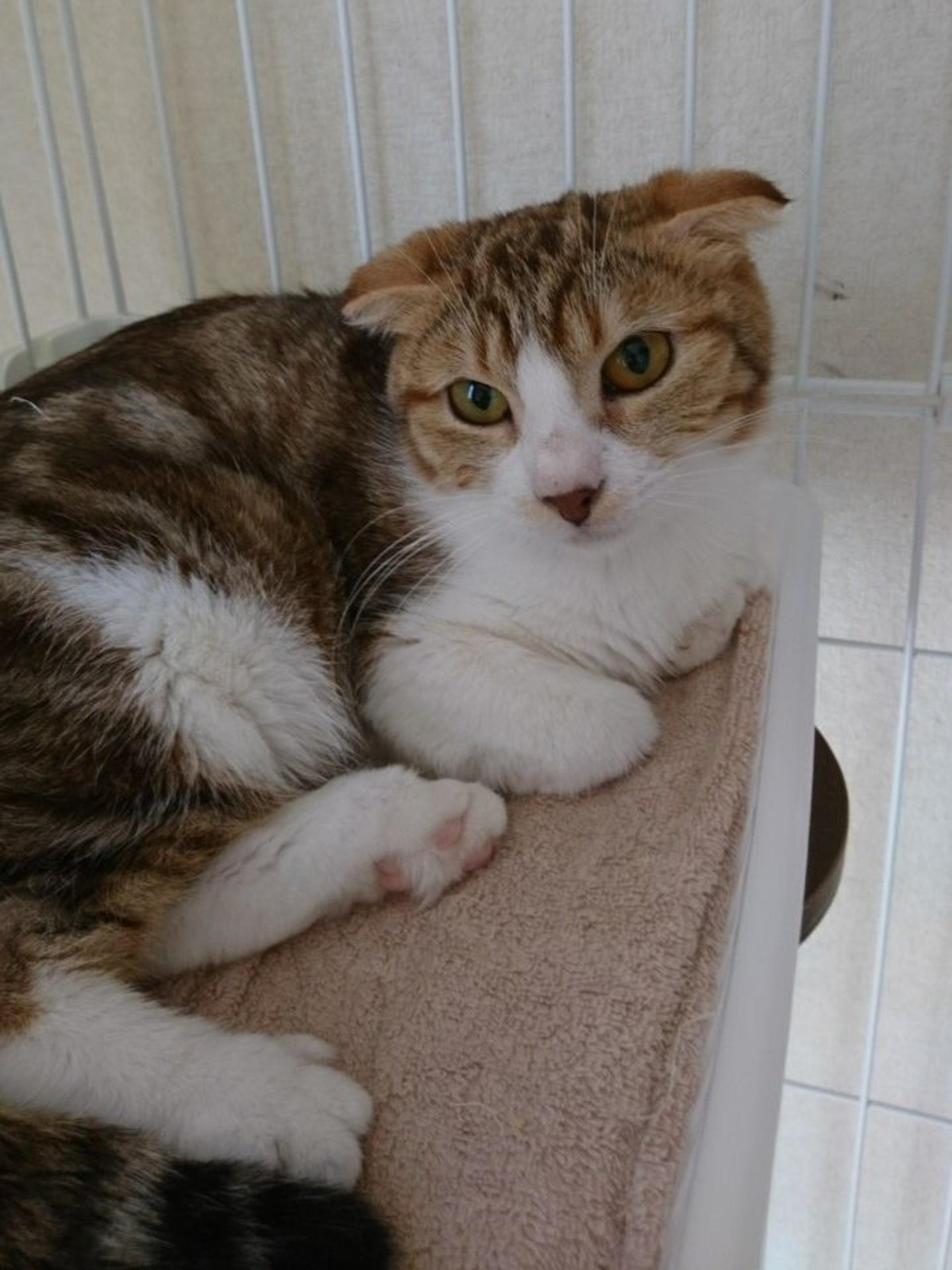 pet-image-3