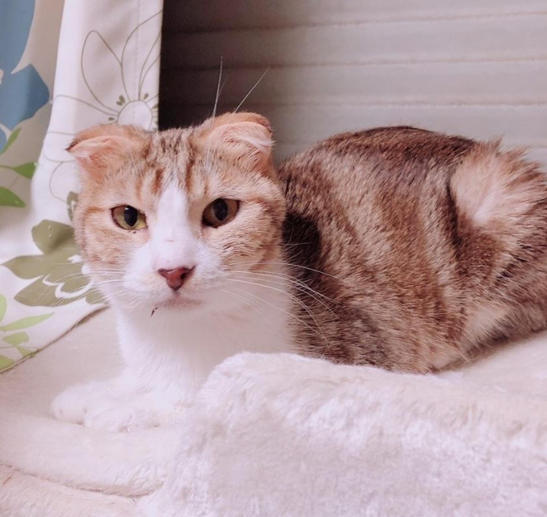 pet-image-7
