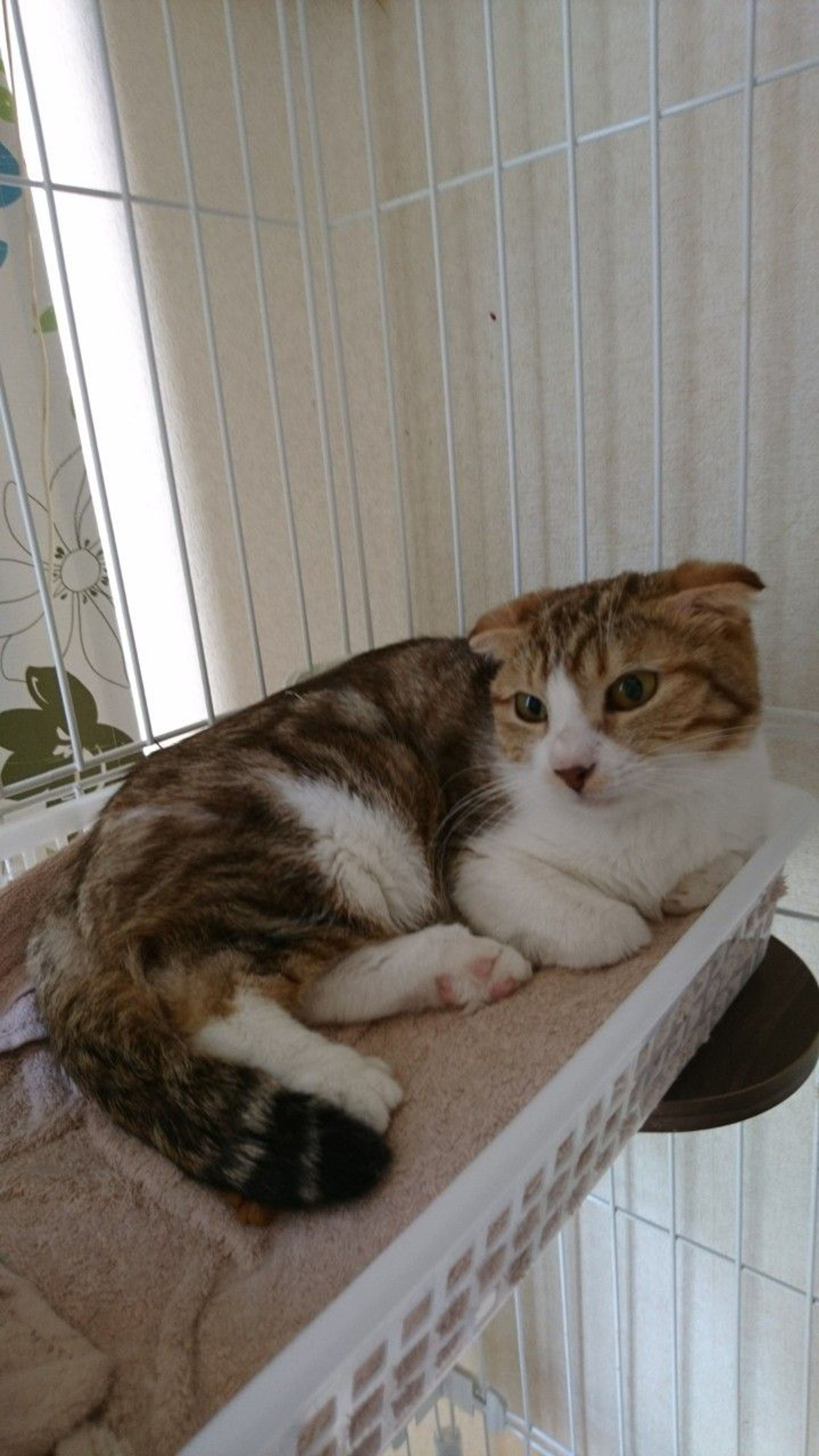 pet-image-8